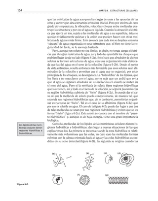 que las moléculas de agua acerquen las cargas de unas a las opuestas de las
otras y construyan una estructura cristalina (hielo). Pero por encima de cero
grado de temperatura, la vibración, rotación y choque entre moléculas des-
truye la estructura y por eso el agua es líquida. Cuando la atracción eléctri-
ca que ejerce un ion, sujeta a las moléculas de agua a su superficie, éstas se
quedan relativamente quietas y la unión que pueden hacer con otras mo-
léculas de agua es más firme. Esto provoca que cada ion se desplace con una
“cáscara” de agua organizada en una estructura que, si bien no tiene la re-
gularidad del hielo, se le asemeja bastante.
Pero, aunque un soluto no sea iónico, es decir, no tenga cargas eléctri-
cas que atraigan moléculas de agua, así y todo les apantalla los choques que
podrían llegar desde su lado (figura 6-2a). Esto hace que alrededor de dichos
solutos se formen estructuras de agua, con una organización más elabora-
da que las del agua en el seno de la solución (figura 6-2b). Desde el punto
de vista entrópico, resulta entonces más favorable que esos solutos sean eli-
minados de la solución y permitan que el agua que se organizó, por estar
protegida de los choques, se desorganice. La “hidrofobia” de los lípidos, que
los lleva a no mezclarse con el agua, no es más que un ardid que evita
que el agua se organice alrededor de sus moléculas en cuanto se meten en
el seno del agua. Pero si la molécula de soluto tiene regiones hidrofílicas
que la retienen, así y todo en el seno de la solución, se seguirá paseando con
su región hidrofóbica cubierta de “hielo” (figura 6-2c). Se puede dar el ca-
so de que la molécula de soluto pueda contorsionarse, de manera tal, que
esconda sus regiones hidrofóbicas que, de lo contrario, permitirían organi-
zar estructuras de “hielo”. Tal es el caso de la albúmina (figura 6-2d) que
por eso es soluble en agua. El caso de la figura 6-2c puede dar lugar a que dos
de tales moléculas se unan por sus regiones hidrofóbicas y eviten que se les
forme “hielo” (figura 6-2e). Esta unión se conoce con el nombre de “puen-
te hidrofóbico” y, aunque es de baja energía, tiene una gran importancia
biológica.
Como las moléculas de los lípidos de las membranas celulares tienen re-
giones hidrofílicas e hidrofóbicas, dan lugar a nuevas situaciones de las que
explicaremos dos. La primera se presenta cuando la zona hidrofílica es relati-
vamente más voluminosa que las colas, en cuyo caso las moléculas forman
esferitas con la cabeza orientada hacia el agua y las colas hidrofóbicas escon-
didas en su seno (micelas)(figura 6-2f). La segunda se origina cuando las
154 PARTE II ESTRUCTURAS CELULARES
(a) (b) (c) (d)
(e) (f) (g)
Figura 6-2.
Los lípidos de las mem-
branas celulares tienen
regiones hidrofílicas e
hidrofóbicas.
 