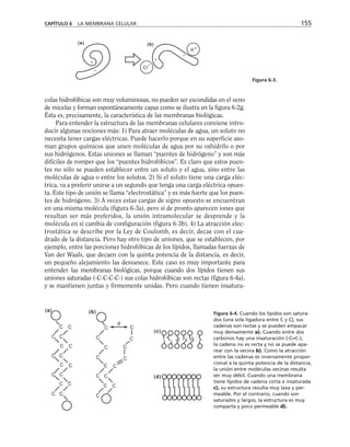 CAPÍTULO 6 LA MEMBRANA CELULAR 155
+
–
K
+
CI
–
(b)
(a)
–
+
Figura 6-3.
colas hidrofóbicas son muy voluminosas, no pueden ser escondidas en el seno
de micelas y forman espontáneamente capas como se ilustra en la figura 6-2g.
Ésta es, precisamente, la característica de las membranas biológicas.
Para entender la estructura de las membranas celulares conviene intro-
ducir algunas nociones más: 1) Para atraer moléculas de agua, un soluto no
necesita tener cargas eléctricas. Puede hacerlo porque en su superficie aso-
man grupos químicos que unen moléculas de agua por su oxhidrilo o por
sus hidrógenos. Estas uniones se llaman “puentes de hidrógeno” y son más
difíciles de romper que los “puentes hidrofóbicos”. Es claro que estos puen-
tes no sólo se pueden establecer entre un soluto y el agua, sino entre las
moléculas de agua o entre los solutos. 2) Si el soluto tiene una carga eléc-
trica, va a preferir unirse a un segundo que tenga una carga eléctrica opues-
ta. Este tipo de unión se llama “electrostática” y es más fuerte que los puen-
tes de hidrógeno. 3) A veces estas cargas de signo opuesto se encuentran
en una misma molécula (figura 6-3a), pero si de pronto aparecen iones que
resultan ser más preferidos, la unión intramolecular se desprende y la
molécula en sí cambia de configuración (figura 6-3b). 4) La atracción elec-
trostática se describe por la Ley de Coulomb, es decir, decae con el cua-
drado de la distancia. Pero hay otro tipo de uniones, que se establecen, por
ejemplo, entre las porciones hidrofóbicas de los lípidos, llamadas fuerzas de
Van der Waals, que decaen con la quinta potencia de la distancia, es decir,
un pequeño alejamiento las desvanece. Este caso es muy importante para
entender las membranas biológicas, porque cuando dos lípidos tienen sus
uniones saturadas (-C-C-C-C-) sus colas hidrofóbicas son rectas (figura 6-4a),
y se mantienen juntas y firmemente unidas. Pero cuando tienen insatura-
(b)
C
C
C
C
C
C
C
C
C
C
C
C
C
C
C
C
C
C
C
C
C
C
C
C
C C
C
C
C
C
C
(a)
(c)
(d)
d
Figura 6-4. Cuando los lípidos son satura-
dos (una sola ligadura entre C y C), sus
cadenas son rectas y se pueden empacar
muy densamente a). Cuando entre dos
carbonos hay una insaturación (-C=C-),
la cadena no es recta y no se puede apa-
rear con la vecina b). Como la atracción
entre las cadenas es inversamente propor-
cional a la quinta potencia de la distancia,
la unión entre moléculas vecinas resulta
ser muy débil. Cuando una membrana
tiene lípidos de cadena corta e insaturada
c), su estructura resulta muy laxa y per-
meable. Por el contrario, cuando son
saturados y largos, la estructura es muy
compacta y poco permeable d).
 