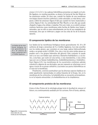 ciones (-C-C=C-C-), las cadenas hidrofóbicas presentan un ángulo en la do-
ble ligadura, no resultan paralelas, se alejan y la fuerza de Van der Waals no
las mantienen unidas. Es claro que, cuando los lípidos de una membrana
son largos (tienen muchos carbonos) y están saturados, es más densa, com-
pacta y difícil de atravesar (figura 6-4d) que cuando los tiene insaturados y
cortos (figura 6-4c). La osmolaridad del Mar Muerto es tan alta que puede
chuparle el agua a las células y matarlas. Pero así y todo, no es estéril, porque
contiene bacterias cuyas membranas están hechas de lípidos muy largos y
saturados, que no sólo se unen estrechamente con los de sus compañeros de
monocapa, sino que se imbrican y pegan con las colas de los de la hojuela
opuesta.
El componente lipídico de las membranas
Los lípidos de las membranas biológicas tienen generalmente 16, 18 o 20
carbonos de largo y presentan de 0 a 3 dobles ligaduras. Los más sencillos
son los ácidos grasos, que consisten en una larga cadena hidrocarbonada
unida a un grupo ácido (-COOH). Uno, dos o tres de estos ácidos grasos se
pueden unir a los grupos hidroxilos del glicerol. Este conjunto se puede
unir a su vez a un fosfato (que autoriza a llamarlos fosfolípidos) y, a su tra-
vés, a una base, que suele ser una serina, o una etanolamina, o una colina
(que por eso se llaman fosfatidilserina, fosfatidiletanolamina y fosfatidilco-
lina) (figura 6-5). Las membranas de los eucariontes contienen además
colesterol y algunos de sus derivados, que por supuesto se relacionan con el
agua a través de su grupo oxhidrilo y esconden sus partes hidrofóbicas en
el seno de la membrana.
Finalmente, conviene puntualizar que las diversas especies lipídicas no
están igualmente representadas en ambas hojuelas de la bicapa. Así, en la
membrana de los eritrocitos, la fosfatidilcolina se encuentra principalmen-
te en la hojuela extracelular y la fosfatidilserina en la citoplásmica.
El componente proteico de las membranas
Como el dios Proteo de la mitología griega tenía la facultad de conocer el
futuro, era continuamente asediado por los curiosos. Pero él tenía, además,
156 PARTE II ESTRUCTURAS CELULARES
Cadenas lipídicas Glicerol
Fosfato Base
P
Hidrofóbico Hidrofílico
c
c c
c c c
c
c c c c c c
c
c c
c c c
c
c c c c c c
0
0–
0
Figura 6-5. Componentes
esenciales de una
molécula de fosfolípido.
Los lípidos de las mem-
branas biológicas tie-
nen generalmente 16,
18 o 20 carbonos de
largo y presentan de 0
a 3 dobles ligaduras.
 