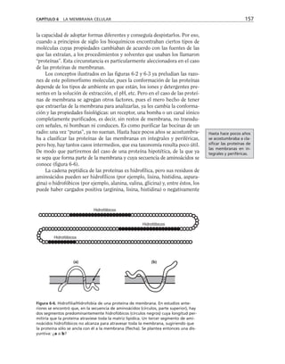 la capacidad de adoptar formas diferentes y conseguía despistarlos. Por eso,
cuando a principios de siglo los bioquímicos encontraban ciertos tipos de
moléculas cuyas propiedades cambiaban de acuerdo con las fuentes de las
que las extraían, a los procedimientos y solventes que usaban los llamaron
“proteínas”. Esta circunstancia es particularmente aleccionadora en el caso
de las proteínas de membranas.
Los conceptos ilustrados en las figuras 6-2 y 6-3 ya preludian las razo-
nes de este polimorfismo molecular, pues la conformación de las proteínas
depende de los tipos de ambiente en que están, los iones y detergentes pre-
sentes en la solución de extracción, el pH, etc. Pero en el caso de las proteí-
nas de membrana se agregan otros factores, pues el mero hecho de tener
que extraerlas de la membrana para analizarlas, ya les cambia la conforma-
ción y las propiedades fisiológicas: un receptor, una bomba o un canal iónico
completamente purificados, es decir, sin restos de membrana, no transdu-
cen señales, ni bombean ni conducen. Es como purificar las bocinas de un
radio: una vez “puras”, ya no suenan. Hasta hace pocos años se acostumbra-
ba a clasificar las proteínas de las membranas en integrales y periféricas,
pero hoy, hay tantos casos intermedios, que esa taxonomía resulta poco útil.
De modo que partiremos del caso de una proteína hipotética, de la que ya
se sepa que forma parte de la membrana y cuya secuencia de aminoácidos se
conoce (figura 6-6).
La cadena peptídica de las proteínas es hidrofílica, pero sus residuos de
aminoácidos pueden ser hidrofílicos (por ejemplo, lisina, histidina, aspara-
gina) o hidrofóbicos (por ejemplo, alanina, valina, glicina) y, entre éstos, los
puede haber cargados positiva (arginina, lisina, histidina) o negativamente
CAPÍTULO 6 LA MEMBRANA CELULAR 157
Hidrofóbicos
Hidrofóbicos
Hidrofóbicos
(a) (b)
Figura 6-6. Hidrofilia/Hidrofobia de una proteína de membrana. En estudios ante-
riores se encontró que, en la secuencia de aminoácidos (círculos, parte superior), hay
dos segmentos predominantemente hidrofóbicos (círculos negros) cuya longitud per-
mitiría que la proteína atraviese toda la matriz lipídica. Un tercer segmento de ami-
noácidos hidrofóbicos no alcanza para atravesar toda la membrana, sugiriendo que
la proteína sólo se ancla con él a la membrana (flecha). Se plantea entonces una dis-
yuntiva: ¿a o b?
Hasta hace pocos años
se acostumbraba a cla-
sificar las proteínas de
las membranas en in-
tegrales y periféricas.
 
