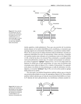 158 PARTE II ESTRUCTURAS CELULARES
(a)
(b)
Epítopo
Extracelular
Intracelular
Proteasa
Figura 6-7. Para decidir
la orientación de una
proteína de membrana,
se puede recurrir a la
combinación con un
anticuerpo a) o a cortar
con una proteasa b),
en este caso, desde el
lado extracelular.
(ácido aspártico, ácido glutámico). Para que una porción de la proteína
pueda alojarse en la matriz hidrófóbica de la membrana, es necesario que
exponga regiones de aminoácidos hidrofóbicos y esconda los residuos hidro-
fílicos. En el caso de que la cadena atraviese toda la membrana, necesita un
segmento hidrofóbico de unos 19 aminoácidos. Sobre esta base, el péptido
en cuestión podría estar ubicado en la membrana como en la figura 6-6a
o 6-6b. ¿Cuál de las dos es la correcta? Para contestarlo, se pueden adoptar
varios procedimientos; veamos dos. Un camino sería preparar un anticuer-
po contra el segmento “epítopo” (figura 6-7a), y ver si se le pega (antes de
destruir la célula) por el lado extracelular, en cuyo caso la proteína está
orientada como indica la figura 6-7a, o desde el intracelular. Un segundo
sería atacar a la célula con una proteasa que, se sabe de antemano, la corta,
digamos, en el punto “proteasa” (fig. 6-7b) y ver si la corta cuando se agrega
desde afuera de la célula.
Por otra parte, los análisis bioquímicos podrían indicar que se trata de
una proteína glicosilada en un par de asparaginas (figura 6-8). Esos análisis
podrían indicar además que se trata de una proteína fosforilable en el pun-
to P. Además de tener glicoproteínas, las membranas celulares pueden te-
P
Figura 6-8. Se ilustra una
proteína de membrana
glicosilada en dos lugares
extracelulares (arbolitos
de hidratos de carbono)
y fosforilable en un
extremo intracelular (P).
 