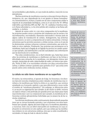 ner proteolípidos y glicolípidos, en cuyo modo de análisis e inserción no nos
detendremos.
Muchas proteínas de membrana se asocian a otras para formar dímeros,
tetrámeros, etc. que, dependiendo de si son iguales se llaman homodíme-
ros, homotetrámeros, etcétera. Cuando uno de estos componentes exhibe la
mayoría de las propiedades fisiológicas, como es el caso de la Na+
-K+
-ATPasa
(vide infra), que hidroliza ATP, une Mg2+
, Na+
, K+
, ouabaína y transloca iones,
se le llama subunidad α, y a los otros pétidos del complejo se las llama sub-
unidad α, γ, etcétera.
Además de unirse entre sí y con otros componentes de la membrana,
las proteínas pueden unirse a proteínas del citoplasma que las anclan a los
microfilamentos, microtúbulos, filamentos intermedios o forman parte de
alguna cadena de transducción de señales. Análogamente, hay proteínas
que reconocen y se unen a componentes de la matriz extracelular, o forman
estructuras que les permiten asociarse a células vecinas, como es el caso de
los desmosomas, uniones oclusoras y uniones comunicantes, que serán tra-
tadas en otros capítulos. Finalmente, hay proteínas que permanecen en la
membrana, hasta que la llegada de un ligando les provoca un cambio quími-
co (por ejemplo, una fosforilación) a raíz del cual adoptan una conformación
que las desvincula de la membrana.
Tras estas consideraciones, nos es fácil entender que, hasta hace pocos
años, las proteínas de membranas se clasificaran con base en las formas y
dificultades para extraerlas de la membrana, con detergentes iónicos (por
ejemplo, deoxicolato de sodio, dodecilsulfato de sodio), no-iónicos (por ejem-
plo, Tritón X-100), si se necesitaban solventes con altas concentraciones
salinas, si debían contener quelantes para quitarles el Ca2+
que actúa como
puente salino entre moléculas vecinas, etcétera.
La célula no sólo tiene membrana en su superficie
El núcleo, las mitocondrias, el aparato de Golgi, los lisosomas y los diver-
sos tipos de vesículas citoplásmicas están rodeados de membranas muy si-
milares a la membrana que limita la célula en su superficie, que venimos
estudiando en el presente capítulo y que para diferenciarla a veces recibe
el nombre de “membrana plasmática”. Sin embargo, se diferencian entre
sí, ya sea por su organización (por ejemplo, la del núcleo es doble, encierra
un espacio virtual y está perforada por grandes poros que dejan pasar hasta
macromoléculas) o por su composición (por ejemplo, la membrana de los
lisosomas contiene glicoproteínas fosforiladas que no poseen las de las ve-
sículas sinápticas).
Las diversas membranas están continuamente desprendiendo pequeñas
áreas que se cierran formando vesículas y van a fusionarse con otras mem-
branas (por ejemplo, algunas del trans-Golgi van a la membrana plasmática,
y viceversa). Esto crea un febril intercambio de membranas en cuya ex-
plicación no entraremos en este capítulo, pero que señala que las membra-
nas celulares no son estructuras estáticas, sino que se están recambiando y
reciclando a lo largo de toda la vida de la célula.
CAPÍTULO 6 LA MEMBRANA CELULAR 159
Muchas proteínas de
membrana se asocian
a otras para formar
dímeros, tetrámeros,
etcétera.
Además de unirse en-
tre sí y con otros com-
ponentes de la mem-
brana, las proteínas
pueden unirse a pro-
teínas del citoplasma
que las anclan a los
microfilamentos, mi-
crotúbulos, filamen-
tos intermedios o for-
man parte de alguna
cadena de transduc-
ción de señales.
Hay proteínas que re-
conocen y se unen a
componentes de la
matriz extracelular, o
forman estructuras
que les permiten aso-
ciarse a células veci-
nas, como es el caso de
los desmosomas, unio-
nes oclusoras y uniones
comunicantes.
El núcleo, las mitocon-
drias, el aparato de
Golgi, los lisosomas y
los diversos tipos de
vesículas citoplásmicas
están rodeados de
membranas muy simi-
lares a la membrana
que limita la célula en
su superficie.
 