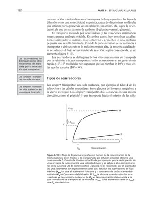 concentración, a velocidades mucho mayores de lo que predicen las leyes de
difusión y con una especificidad exquisita, capaz de discriminar moléculas
que difieren por la presencia de un oxhidrilo, un amino, etc., o por la orien-
tación de uno de sus átomos de carbono (D-glucosa versus L-glucosa).
El transporte mediado por acarreadores y las reacciones enzimáticas
muestran una analogía notable. En ambos casos, hay proteínas cataliza-
doras (acarreador o enzima), muy selectivas y presentes en una cantidad
pequeña que resulta limitante. Cuando la concentración de la sustancia a
transportar o del sustrato es lo suficientemente alta, la proteína catalizado-
ra se satura y el flujo o la velocidad de reacción, según corresponda, ya no
aumenta (figura 6-10).
Los acarreadores se distinguen de los otros mecanismos de transporte
por la velocidad a la que transportan: en los acarreadores es en general más
rápida (102
–104
moléculas por segundo) que las bombas (≤ 103
) y más len-
tas que los canales (106
– 107
).
Tipos de acarreadores
Los uniport transportan una sola sustancia, por ejemplo, el Glut-4 de los
adipocitos y las células musculares, toma glucosa del torrente sanguíneo y
la vierte al citosol. Los simport transportan dos sustancias en una misma
dirección, como el péptido/H+
que transporta hacia el interior de las célu-
162 PARTE II ESTRUCTURAS CELULARES
Jmáx
J
1
2
— Jmáx
KM Concentración
A
B
C
Figura 6-10. El flujo de D-glucosa se grafica en función de la concentración de la
misma sustancia en el medio. Si es transportada por difusión simple se obtiene una
curva como la C. Cuando la difusión es facilitada, por ejemplo, por la participación de
un acarreador, la curva muestra una velocidad mayor y se satura a altas concentracio-
nes de la sustancia (A). El isómero óptico L-glucosa no es reconocido por el acarreador
(B). Dos parámetros son especialmente útiles para estudiar los acarreadores: el flujo
máximo (Jmáx
) al que el acarreador funciona y la constante de unión acarreador-
sustrato (KM
) o Constante de Michaelis. El Jmáx
se obtiene cuando todos los aca-
rreadores ya han unido la sustancia. La KM
es la concentración de sustancia a la
que la velocidad de transporte es la mitad de la Jmáx
. Cada acarreador tiene un Jmáx
y
una KM
característicos.
Los acarreadores se
distinguen de los otros
mecanismos de trans-
porte por la velocidad
a la que transportan.
Los uniport transpor-
tan una sola sustancia.
Los simport transpor-
tan dos sustancias en
una misma dirección.
 