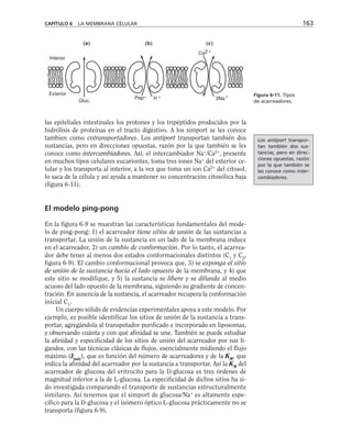 CAPÍTULO 6 LA MEMBRANA CELULAR 163
Interior
Exterior
Gluc.
Pep– H 3Na
Ca2
(a) (b) (c)
Figura 6-11. Tipos
de acarreadores.
las epiteliales intestinales los protones y los tripéptidos producidos por la
hidrólisis de proteínas en el tracto digestivo. A los simport se les conoce
tambien como cotransportadores. Los antiport transportan también dos
sustancias, pero en direcciones opuestas, razón por la que también se les
conoce como intercambiadores. Así, el intercambiador Na+
/Ca2+
, presente
en muchos tipos celulares eucariontes, toma tres iones Na+
del exterior ce-
lular y los transporta al interior, a la vez que toma un ion Ca2+
del citosol,
lo saca de la célula y así ayuda a mantener su concentración citosólica baja
(figura 6-11).
El modelo ping-pong
En la figura 6-9 se muestran las características fundamentales del mode-
lo de ping-pong: 1) el acarreador tiene sitios de unión de las sustancias a
transportar. La unión de la sustancia en un lado de la membrana induce
en el acarreador, 2) un cambio de conformación. Por lo tanto, el acarrea-
dor debe tener al menos dos estados conformacionales distintos (C1
y C2
,
figura 6-9). El cambio conformacional provoca que, 3) se exponga el sitio
de unión de la sustancia hacia el lado opuesto de la membrana, y 4) que
este sitio se modifique, y 5) la sustancia se libere y se difunda al medio
acuoso del lado opuesto de la membrana, siguiendo su gradiente de concen-
tración. En ausencia de la sustancia, el acarreador recupera la conformación
inicial C1
.
Un cuerpo sólido de evidencias experimentales apoya a este modelo. Por
ejemplo, es posible identificar los sitios de unión de la sustancia a trans-
portar, agregándola al transpotador purificado e incorporado en liposomas,
y observando cuánta y con qué afinidad se une. También se puede estudiar
la afinidad y especificidad de los sitios de unión del acarreador por sus li-
gandos, con las técnicas clásicas de flujos, esencialmente midiendo el flujo
máximo (Jmáx
), que es función del número de acarreadores y de la KM
, que
indica la afinidad del acarreador por la sustancia a transportar. Así la KM
del
acarreador de glucosa del eritrocito para la D-glucosa es tres órdenes de
magnitud inferior a la de L-glucosa. La especificidad de dichos sitios ha si-
do investigada comparando el transporte de sustancias estructuralmente
similares. Así tenemos que el simport de glucosa/Na+
es altamente espe-
cífico para la D-glucosa y el isómero óptico L-glucosa prácticamente no se
transporta (figura 6-9).
Los antiport transpor-
tan también dos sus-
tancias, pero en direc-
ciones opuestas, razón
por la que también se
les conoce como inter-
cambiadores.
 