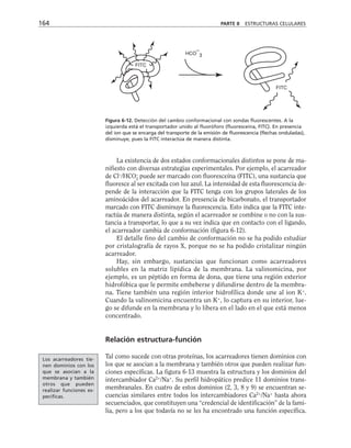 164 PARTE II ESTRUCTURAS CELULARES
FITC
HCO
–
3
FITC
Figura 6-12. Detección del cambio conformacional con sondas fluorescentes. A la
izquierda está el transportador unido al fluoróforo (fluoresceína, FITC). En presencia
del ion que se encarga del transporte de la emisión de fluorescencia (flechas onduladas),
disminuye, pues la FITC interactúa de manera distinta.
La existencia de dos estados conformacionales distintos se pone de ma-
nifiesto con diversas estrategias experimentales. Por ejemplo, el acarreador
de Cl–
/HCO3
–
puede ser marcado con fluoresceína (FITC), una sustancia que
fluoresce al ser excitada con luz azul. La intensidad de esta fluorescencia de-
pende de la interacción que la FITC tenga con los grupos laterales de los
aminoácidos del acarreador. En presencia de bicarbonato, el transportador
marcado con FITC disminuye la fluorescencia. Esto indica que la FITC inte-
ractúa de manera distinta, según el acarreador se combine o no con la sus-
tancia a transportar, lo que a su vez indica que en contacto con el ligando,
el acarreador cambia de conformación (figura 6-12).
El detalle fino del cambio de conformación no se ha podido estudiar
por cristalografía de rayos X, porque no se ha podido cristalizar ningún
acarreador.
Hay, sin embargo, sustancias que funcionan como acarreadores
solubles en la matriz lipídica de la membrana. La valinomicina, por
ejemplo, es un péptido en forma de dona, que tiene una región exterior
hidrofóbica que le permite embeberse y difundirse dentro de la membra-
na. Tiene también una región interior hidrofílica donde une al ion K+
.
Cuando la valinomicina encuentra un K+
, lo captura en su interior, lue-
go se difunde en la membrana y lo libera en el lado en el que está menos
concentrado.
Relación estructura-función
Tal como sucede con otras proteínas, los acarreadores tienen dominios con
los que se asocian a la membrana y también otros que pueden realizar fun-
ciones específicas. La figura 6-13 muestra la estructura y los dominios del
intercambiador Ca2+
/Na+
. Su perfil hidropático predice 11 dominios trans-
membranales. En cuatro de estos dominios (2, 3, 8 y 9) se encuentran se-
cuencias similares entre todos los intercambiadores Ca2+
/Na+
hasta ahora
secuenciados, que constituyen una “credencial de identificación” de la fami-
lia, pero a los que todavía no se les ha encontrado una función específica.
Los acarreadores tie-
nen dominios con los
que se asocian a la
membrana y también
otros que pueden
realizar funciones es-
pecíficas.
 