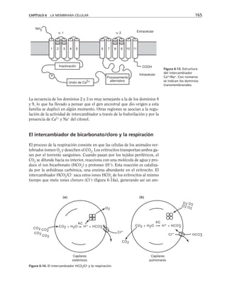 CAPÍTULO 6 LA MEMBRANA CELULAR 165
Inactivación
Unión de Ca2+
Procesamiento
alternativo
Intracelular
COOH
Extracelular
α 2
α 1
NH2
1 2 3 4 5 6 7 8 9 10 11
P
Figura 6-13. Estructura
del intercambiador
Ca2+
/Na+
. Con números
se indican los dominios
transmembranales.
La secuencia de los dominios 2 y 3 es muy semejante a la de los dominios 8
y 9, lo que ha llevado a pensar que el gen ancestral que dio origen a esta
familia se duplicó en algún momento. Otras regiones se asocian a la regu-
lación de la actividad de intercambiador a través de la fosforilación y por la
presencia de Ca2+
y Na+
del citosol.
El intercambiador de bicarbonato/cloro y la respiración
El proceso de la respiración consiste en que las células de los animales ver-
tebrados tomen O2
y desechen el CO2
. Los eritrocitos transportan ambos ga-
ses por el torrente sanguíneo. Cuando pasan por los tejidos periféricos, el
CO2
se difunde hacia su interior, reacciona con una molécula de agua y pro-
duce el ion bicarbonato (HCO3
–
) y protones (H+
). Esta reacción es cataliza-
da por la anhidrasa carbónica, una enzima abundante en el eritrocito. El
intercambiador HCO3
–
/Cl–
saca estos iones HCO3
–
de los eritrocitos al mismo
tiempo que mete iones cloruro (Cl–
) (figura 6-14a), generando así un am-
CO2 + H2O — H+ + HCO–
3
AC
CO2 CO2
CO2
CO2
CI–
CO2
O2 O2
O2 O2
CI– HCO–
3
CO2 + H2O — H+ + HCO–
3
AC
O2
Capilares
sistémicos
Capilares
pulmonares
(a) (b)
Figura 6-14. El intercambiador HCO3
–
/Cl–
y la respiración.
 
