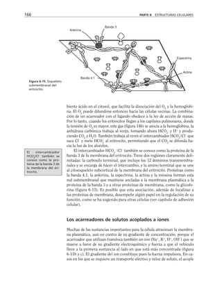 166 PARTE II ESTRUCTURAS CELULARES
Ankirina
Banda 3
Banda 4.1
Espectrina
Actina
Figura 6-15. Esqueleto
submembranal del
eritrocito.
biente ácido en el citosol, que facilita la disociación del O2
y la hemoglobi-
na. El O2
puede difundirse entonces hacia las células vecinas. La combina-
ción de un acarreador con el ligando obedece a la ley de acción de masas.
Por lo tanto, cuando los eritrocitos llegan a los capilares pulmonares, donde
la tensión de O2
es mayor, este gas (figura 14b) se asocia a la hemoglobina, la
anhidrasa carbónica trabaja al revés, tomando ahora HCO3
–
y H+
y produ-
ciendo CO2
y H2
O. También trabaja al revés el intercambiador HCO3
–
/Cl–
que
saca Cl–
y mete HCO3
–
al eritrocito, permitiendo que el CO2
se difunda ha-
cia la luz de los alvéolos.
El intercambiador HCO3
–
/Cl–
también se conoce como la proteína de la
banda 3 de la membrana del eritrocito. Tiene dos regiones claramente deli-
mitadas: la carboxilo terminal, que incluye los 12 dominios transmembra-
nales y se encarga de hacer el intercambio, y la amino terminal que se une
al citoesqueleto subcortical de la membrana del eritrocito. Proteínas como
la banda 4.1, la ankirina, la espectrina, la actina y la miosina forman esta
red submembranal que mantiene ancladas a la membrana plasmática a la
proteína de la banda 3 y a otras proteínas de membrana, como la glicofo-
rina (figura 6-15). Es posible que esta asociación, además de localizar a
las proteínas de membrana, desempeñe algún papel en la regulación de su
función, como se ha sugerido para otras células (ver capítulo de adhesión
celular).
Los acarreadores de solutos acoplados a iones
Muchas de las sustancias importantes para la célula atraviesan la membra-
na plasmática, aun en contra de su gradiente de concentración, porque el
acarreador que utilizan transloca también un ion (Na+
, K+
, H+
, OH–
) que se
mueve a favor de su gradiente electroquímico y fuerza a que el vehículo
lleve a la primera sustancia al lado en que está más concentrada (figura
6-11b y c). El gradiente del ion constituye pues la fuerza impulsora. En ca-
sos en los que se requiere un transporte efectivo y veloz de soluto, el acople
El intercambiador
HCO3
–
/Cl–
también se
conoce como la pro-
teína de la banda 3 de
la membrana del eri-
trocito.
 