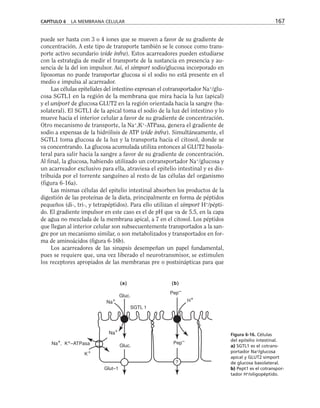 puede ser hasta con 3 o 4 iones que se mueven a favor de su gradiente de
concentración. A este tipo de transporte también se le conoce como trans-
porte activo secundario (vide infra). Estos acarreadores pueden estudiarse
con la estrategia de medir el transporte de la sustancia en presencia y au-
sencia de la del ion impulsor. Así, el simport sodio/glucosa incorporado en
liposomas no puede transportar glucosa si el sodio no está presente en el
medio e impulsa al acarreador.
Las células epiteliales del intestino expresan el cotransportador Na+
/glu-
cosa SGTL1 en la región de la membrana que mira hacia la luz (apical)
y el uniport de glucosa GLUT2 en la región orientada hacia la sangre (ba-
solateral). El SGTL1 de la apical toma el sodio de la luz del intestino y lo
mueve hacia el interior celular a favor de su gradiente de concentración.
Otro mecanismo de transporte, la Na+
,K+
-ATPasa, genera el gradiente de
sodio a expensas de la hidrólisis de ATP (vide infra). Simultáneamente, el
SGTL1 toma glucosa de la luz y la transporta hacia el citosol, donde se
va concentrando. La glucosa acumulada utiliza entonces al GLUT2 basola-
teral para salir hacia la sangre a favor de su gradiente de concentración.
Al final, la glucosa, habiendo utilizado un cotransportador Na+
/glucosa y
un acarreador exclusivo para ella, atraviesa el epitelio intestinal y es dis-
tribuida por el torrente sanguíneo al resto de las células del organismo
(figura 6-16a).
Las mismas células del epitelio intestinal absorben los productos de la
digestión de las proteínas de la dieta, principalmente en forma de péptidos
pequeños (di-, tri-, y tetrapéptidos). Para ello utilizan el simport H+
/pépti-
do. El gradiente impulsor en este caso es el de pH que va de 5.5, en la capa
de agua no mezclada de la membrana apical, a 7 en el citosol. Los péptidos
que llegan al interior celular son subsecuentemente transportados a la san-
gre por un mecanismo similar, o son metabolizados y transportados en for-
ma de aminoácidos (figura 6-16b).
Los acarreadores de las sinapsis desempeñan un papel fundamental,
pues se requiere que, una vez liberado el neurotransmisor, se estimulen
los receptores apropiados de las membranas pre o postsinápticas para que
CAPÍTULO 6 LA MEMBRANA CELULAR 167
Na+
Gluc.
SGTL 1
Pep–
H+
Pep–
Gluc.
Glut–1
K+
Na+
Na+, K+–ATPasa
?
(a) (b)
Figura 6-16. Células
del epitelio intestinal.
a) SGTL1 es el cotrans-
portador Na+
/glucosa
apical y GLUT2 simport
de glucosa basolateral.
b) Pept1 es el cotranspor-
tador H+
/oligopéptido.
 