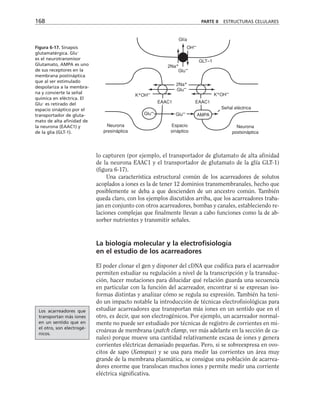 168 PARTE II ESTRUCTURAS CELULARES
Glía
OH–
2Na+
GLT–1
Glu–
2Na+
Glu–
Glu–
K+OH– K+OH–
Glu–
EAAC1 EAAC1
Señal eléctrica
Neurona
presináptica
Espacio
sináptico
Neurona
postsináptica
AMPA
Figura 6-17. Sinapsis
glutamatérgica. Glu–
es el neurotransmisor
Glutamato, AMPA es uno
de sus receptores en la
membrana postináptica
que al ser estimulado
despolariza a la membra-
na y convierte la señal
química en eléctrica. El
Glu–
es retirado del
espacio sináptico por el
transportador de gluta-
mato de alta afinidad de
la neurona (EAAC1) y
de la glía (GLT-1).
lo capturen (por ejemplo, el transportador de glutamato de alta afinidad
de la neurona EAAC1 y el transportador de glutamato de la glía GLT-1)
(figura 6-17).
Una característica estructural común de los acarreadores de solutos
acoplados a iones es la de tener 12 dominios transmembranales, hecho que
posiblemente se deba a que descienden de un ancestro común. También
queda claro, con los ejemplos discutidos arriba, que los acarreadores traba-
jan en conjunto con otros acarreadores, bombas y canales, estableciendo re-
laciones complejas que finalmente llevan a cabo funciones como la de ab-
sorber nutrientes y transmitir señales.
La biología molecular y la electrofisiología
en el estudio de los acarreadores
El poder clonar el gen y disponer del cDNA que codifica para el acarreador
permiten estudiar su regulación a nivel de la transcripción y la transduc-
ción, hacer mutaciones para dilucidar qué relación guarda una secuencia
en particular con la función del acarreador, encontrar si se expresan iso-
formas distintas y analizar cómo se regula su expresión. También ha teni-
do un impacto notable la introducción de técnicas electrofisiológicas para
estudiar acarreadores que transportan más iones en un sentido que en el
otro, es decir, que son electrogénicos. Por ejemplo, un acarreador normal-
mente no puede ser estudiado por técnicas de registro de corrientes en mi-
croáreas de membrana (patch clamp, ver más adelante en la sección de ca-
nales) porque mueve una cantidad relativamente escasa de iones y genera
corrientes eléctricas demasiado pequeñas. Pero, si se sobreexpresa en ovo-
citos de sapo (Xenopus) y se usa para medir las corrientes un área muy
grande de la membrana plasmática, se consigue una población de acarrea-
dores enorme que translocan muchos iones y permite medir una corriente
eléctrica significativa.
Los acarreadores que
transportan más iones
en un sentido que en
el otro, son electrogé-
nicos.
 