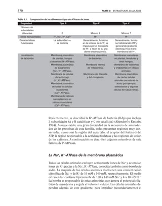 Recientemente, se describió la K+
-ATPasa de bacteria (Kdp) que incluye
3 subunidades (A y B catalíticas y C no catalítica) (Altendorf y Epstein,
1994). Aunque existe una gran diversidad en la secuencia de aminoáci-
dos de las proteínas de esta familia, todas presentan regiones muy con-
servadas, como son la región del aspartato, el aceptor del fosfato-γ del
ATP, la región responsable a la actividad fosfatasa y las regiones de unión
de los cationes. A continuación se describen algunos miembros de esta
familia de P-ATPasas.
La Na+
, K+
-ATPasa de la membrana plasmática
Todas las células animales excluyen activamente iones de Na+
y acumulan
iones de K+
gracias a la Na+
, K+
-ATPasa, conocida también como bomba de
sodio. La mayoría de las células animales mantienen una concentración
citosólica de Na+
y de K+
de 10 mM y 100 mM, respectivamente. El medio
extracelular contiene típicamente de 100 a 140 mM Na+
y 4 a 10 mM K+
.
La bomba es responsable de estas asimetrías que genera el potencial eléc-
trico de membrana y regula el volumen celular. Las células animales de-
penden además de este gradiente, para impulsar (secundariamente) el
170 PARTE II ESTRUCTURAS CELULARES
Propiedad Tipo P Tipo F Tipo V
Número de
subunidades
diferentes 2 Mínimo 8 Mínimo 7
Iones transportados H+
, Na+
, K+
, Ca2+
H+
H+
Características La subunidad – Generalmente, funciona Generalmente, funcio-
funcionales se fosforila en la síntesis de ATP; se na hidrolizando ATP y
impulsa por el transporte generando gradiente
de H+
, a favor de su gra- electroquímico trans-
diente electroquímico. membranal de H+
.
Localización Membrana plasmática Membrana plasmática Membranas vacuolares
de la bomba de plantas, hongos de bacterias. en plantas, levaduras y
y bacterias (H+
-ATPasa). otros hongos.
Membrana plasmática Membrana interna Membrana de lisosomas
de eucariontes de mitocondria. y endosomas en células
(Na+
, K+
-ATPasa). animales.
Membrana de células Membrana del tilacoide Membrana plasmática
del estómago y del cloroplasto. de ciertas células
(H+
, K+
-ATPasa). animales secretoras de
Membrana plasmática ácido (por ejemplo,
de todas las células osteoclastos y algunas
eucariontes células del túbulo renal).
(Ca2+
-ATPasa).
Membrana del retículo
sarcoplásmico en
células musculares
(Ca2+
-ATPasa).
Tabla 6.1. Comparación de los diferentes tipos de ATPasas de iones.
 