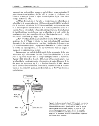 transporte de aminoácidos, azúcares, nucleótidos y otras sustancias. El
mantenimiento del gradiente de Na+
y K+
le cuesta a la célula una gran
cantidad de energía, que en el tejido neuronal puede llegar a 70% de su
energía metabólica total.
La ATPasa dependiente de Na+
y K+
se compone de dos subunidades, la
subunidad α de aproximadamente 1,000 aminoácidos (110 kD) y la subuni-
dad β, altamente glicosilada, de 300 residuos (35 kD). Aunque se descono-
ce la función precisa de la subunidad β, es esencial para la actividad de la
enzima. Ambas subunidades están codificados por familias de multigenes.
Se han identificado tres isoformas para la subunidad α (α1, α2 y α3) y dos
para la subunidad β en mamíferos (β1 y β2; Martín-Vasallo y cols., 1989) y
una tercera en anfibios (β3; Appel y cols., 1996).
La Na+
, K+
-ATPasa bombea activamente tres iones de Na+
al exterior de
la célula y dos de K+
hacia el interior por cada molécula de ATP hidrolizada
(figura 6-18). La hidrólisis ocurre en el lado citoplásmico de la membrana
y el movimiento neto de una carga positiva al exterior de la célula hace que
la bomba sea electrogenética. Si no hay movimiento neto de cargas, el
transporte es eléctricamente neutro.
Basándose en los análisis de hidropatía de las secuencias de las sub-
unidades α y β, así como en estudios de modificación química, se pro-
puso el siguiente modelo para el arreglo de la proteína en la membrana
(figura 6-19). El modelo describe 10 hélices α transmembranales para
la subunidad  con dos dominios citoplásmicos grandes. El mayor de los
dos, entre los segmentos 4 y 5, es el dominio de unión de ATP. La enzi-
ma se fosforila covalentemente, formando el intermediario E-P. Por mé-
todos de modificación química, se identificó que el Asp369
es el sitio de
fosforilación.
CAPÍTULO 6 LA MEMBRANA CELULAR 171
Ouabaína
2 K+
Extracelular
Na+, K+
ATPasa
Intracelular
3 Na+
ATP + H2O ADP + Pi + H+
Figura 6-18. Esquema de la Na+
, K+
-ATPasa de la membrana
plasmática de mamíferos. La hidrólisis de ATP ocurre en el
lado citoplasmático de la membrana, los iones de Na+
se
transportan al exterior de la célula, y los iones de K+
al
interior. La estequiometría es de 3 Na+
y 2 K+
por cada
molécula de ATP hidrolizada. La ouabaína, el inhibidor
específico de la bomba, la inhibe uniéndose a la superficie
extracelular de la proteína.
 