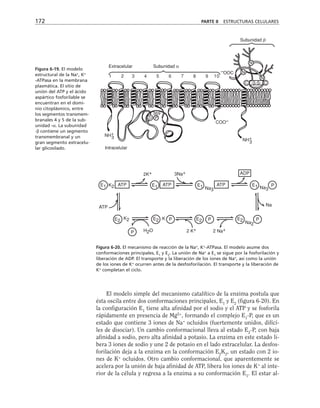 172 PARTE II ESTRUCTURAS CELULARES
Extracelular
Intracelular
Subunidad α
Subunidad b
D P
369
COO–
–OOC
N
N
N
C C
-S-S-
1 2 3 4 5 6 7 8 9 10
NH+
3
NH+
3
Figura 6-19. El modelo
estructural de la Na+
, K+
-ATPasa en la membrana
plasmática. El sitio de
unión del ATP y el ácido
aspártico fosforilable se
encuentran en el domi-
nio citoplásmico, entre
los segmentos transmem-
branales 4 y 5 de la sub-
unidad -α. La subunidad
-β contiene un segmento
transmembranal y un
gran segmento extracelu-
lar glicosilado.
ATP ATP ATP
ADP
ATP
E1 E1 E1 E1
E2
E2
E2
E2
P
P P P
P
2K+ 3Na+
Na3 Na3
Na2
Na
2 Na+
2 K+
H2O
K2 K
K2
Figura 6-20. El mecanismo de reacción de la Na+
, K+
-ATPasa. El modelo asume dos
conformaciones principales, E1
y E2
. La unión de Na+
a E1
se sigue por la fosforilación y
liberación de ADP. El transporte y la liberación de los iones de Na+
, así como la unión
de los iones de K+
ocurren antes de la desfosforilación. El transporte y la liberación de
K+
completan el ciclo.
El modelo simple del mecanismo catalítico de la enzima postula que
ésta oscila entre dos conformaciones principales, E1
y E2
(figura 6-20). En
la configuración E1
tiene alta afinidad por el sodio y el ATP y se fosforila
rápidamente en presencia de Mg2+
, formando el complejo E1
-P, que es un
estado que contiene 3 iones de Na+
ocluidos (fuertemente unidos, difíci-
les de disociar). Un cambio conformacional lleva al estado E2
-P, con baja
afinidad a sodio, pero alta afinidad a potasio. La enzima en este estado li-
bera 3 iones de sodio y une 2 de potasio en el lado extracelular. La desfos-
forilación deja a la enzima en la conformación E2
K2
, un estado con 2 io-
nes de K+
ocluidos. Otro cambio conformacional, que aparentemente se
acelera por la unión de baja afinidad de ATP, libera los iones de K+
al inte-
rior de la célula y regresa a la enzima a su conformación E1
. El estar al-
 