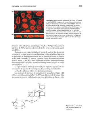 CAPÍTULO 6 LA MEMBRANA CELULAR 173
(a)
(b)
ternando entre alta y baja afinidad para Na+
, K+
y ATP permite acoplar la
hidrólisis de ATP a la unión y transporte de los iones (Jorgensen y Ander-
sen, 1988).
Mientras, en casi todas las células, la bomba de sodio se distribuye uni-
formemente en toda la membrana plasmática, en las epiteliales, la enzima
se restringe a un dominio membranal, que es basolateral, como en el epite-
lio del riñón (figura 6-21), o apical, como en el caso del epitelio pigmenta-
rio de la retina. La Na+
, K+
-ATPasa establece el gradiente transepitelial de so-
dio que impulsa el transporte vectorial de iones y solutos a través de toda la
célula epitelial.
La expresión de la bomba de sodio es tejido-específica y se modula por
un conjunto de factores de transcripción, traducción y postraducción.
La Na+
, K+
-ATPasa se inhibe por glicósidos cardiacos.
Los esteroides de plantas y de animales como la ouabaína (figura 6-22)
inhiben específicamente a la Na+
, K+
-ATPasa y al transporte de iones. Estas
sustancias se conocen tradicionalmente como glicósidos cardiacos o este-
O
O
O
O
OH
OH OH
OH
OH
OH
HO
H H H
H
HOH2C
CH3
CH3
H
Figura 6-21. La distribución basolateral de la Na+
, K+
-ATPasa
en células MDCK. Imágenes de inmunofluorescencia obte-
nidas por microscopia confocal de células MDCK derivadas
de riñón de perro. Las células se trataron con un primer
anticuerpo contra la subunidad-β de la Na+
, K+
-ATPasa y con
un segundo anticuerpo conjugado a fluoresceína (FITC).
Las líneas indican la subunidad-β de la Na+
, K+
-ATPasa
y las estructuras redondas son los núcleos que fueron teñi-
dos con yoduro de propidio. En a) se observa el patrón de
distribución lateral, en un corte horizontal, y en b) en un
corte vertical. Véase el encarte al final del libro donde se
incluye esta figura a color.
Figura 6-22. La estructura
del glicósido cardiaco, la
ouabaína.
 