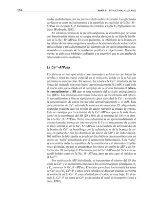 roides cardiotónicos, por su potente efecto sobre el corazón. Los glicósidos
cardiacos se unen exclusivamente a la superficie extracelular de la Na+
, K+
-
ATPasa en el estado E2
-P, formando un complejo estable E2
-P/glicósido car-
diaco (Forbrush, 1983).
En estudios clínicos de la presión sanguínea, se encontró que personas
con hipertensión tienen en su sangre niveles elevados de un tipo de inhibi-
dor de la Na+
, K+
-ATPasa. En estos pacientes, la inhibición de la bomba en
las células de los vasos sanguíneos resulta en la acumulación de sodio y calcio
en las células y en la disminución del diámetro de los vasos sanguíneos, oca-
sionando un aumento de la resistencia periférica e hipertensión. Reciente-
mente, se aisló este inhibidor endógeno y se encontró que es una molécula
relacionada con la ouabaína.
La Ca2+
-ATPasa
El calcio es un ion que actúa como mensajero celular en casi todas las
células y tiene un papel especial en el músculo, donde es la señal que
estimula su contracción. En reposo, los niveles de Ca2+
alrededor de las
fibras del músculo son muy bajos (aproximadamente 0.1 mM) y casi todo
el calcio está secuestrado en el complejo de vesículas llamado el retícu-
lo sarcoplásmico o SR que es una variante del artículo endoplásmico
liso (REL). Los impulsos nerviosos inducen a las membranas del retícu-
lo sarcoplásmico a liberar rápidamente gran cantidad de Ca2+
, elevando
la concentración de calcio intracelular aproximadamente a 10 mM. Esta
concentración de Ca2+
estimula la contracción muscular. El relajamiento
muscular requiere que los niveles de calcio regresen al estado de reposo.
Esto se consigue por la actividad de la Ca2+
-ATPasa, que es la más abun-
dante en la membrana del SR (70 a 80% de la proteína del SR) y es simi-
lar a la Na+
, K+
-ATPasa. Tiene una subunidad α de aproximadamente el
mismo tamaño, forma un intermediario E-P y su mecanismo de acción
es muy similar al de la Na+
, K+
-ATPasa. La secuencia de aminoácidos de
la bomba de Ca2+
es homóloga con la subunidad α de la bomba de so-
dio, en particular con los dominios de unión de ATP y de fosforilación.
Del análisis de hidropatía se predicen diez hélices transmembranales así
como un “tallo” constituido por 5 segmentos helicoidales. Este “tallo”
se encuentra entre la superficie de la membrana y el dominio citoplás-
mico globular, en que se encuentran los sitios de unión de ATP y de fos-
forilación. El complejo E-P formado por la Ca2+
-ATPasa del SR es un as-
partil-fosfato como en la Na+
, K+
-ATPasa, pero en este caso el residuo es
el Asp351
.
Por molécula de ATP hidrolizada, se transportan al interior del SR dos
iones de Ca2+
y el mecanismo involucra dos conformaciones principales, E1
y E2
, como en la Na+
, K+
-ATPasa. El estado que ocluye fuertemente los iones
de Ca2+
es el E1
-Ca2+
-P, y estos iones ocluidos se disocian cuando la enzima
se convierte en E2
-Ca2+
-P, cuya afinidad por el calcio es muy baja. En el es-
tado E1
-Ca2+
-P los iones de Ca2+
están unidos al canal de transporte (Inesi y
cols., 1990).
174 PARTE II ESTRUCTURAS CELULARES
 