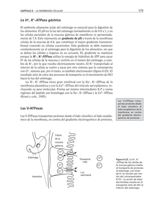 La H+
, K+
-ATPasa gástrica
El ambiente altamente ácido del estómago es esencial para la digestión de
los alimentos. El pH en la luz del estómago normalmente es de 0.8 a 1, y en
las células parietales de la mucosa gástrica de mamíferos es aproximada-
mente de 7.4. Esto representa un gradiente de pH a través de la membrana
celular de la mucosa de 6.6, que constituye el mayor gradiente transmem-
branal conocido en células eucariontes. Este gradiente se debe mantener
constantemente en el estómago para la digestión de los alimentos, sin que
se dañen las células y órganos en su cercanía. EL gradiente se mantiene
porque la H+
, K+
-ATPasa utiliza la energía de hidrólisis de ATP para sacar
H+
de las células de la mucosa y vertirlo en el lumen del estómago, a cam-
bio de K+
, por lo que resulta eléctricamente neutro. El K+
transportado al
interior de la célula se vuelve a sacar por otro sistema que lo cotransporta
con Cl–
, sistema que, por lo tanto, es también electroneutro (figura 6-23). El
resultado neto de estos dos procesos de transporte es el movimiento de HCl
hacia la luz del estómago.
La H+
, K+
-ATPasa tiene gran similitud con la Na+
, K+
-ATPasa de la
membrana plasmática y con la Ca2+
-ATPasa del retículo sarcoplásmico, in-
cluyendo su peso molecular. Forma así mismo intermediario E-P y varias
regiones del péptido son homólogas con la Na+
, K+
-ATPasa y la Ca2+
-ATPasa
(Kraut y cols., 1995).
Las V-ATPasas
Las V-ATPasas transportan protones desde el lado citosólico al lado exoplás-
mico de la membrana, en contra del gradiente electroquímico de protones,
CAPÍTULO 6 LA MEMBRANA CELULAR 175
H+
K+
K+
CI–
Estómago
Intersticio
Transporte
neto
Luz
estomacal
H+
CI–
Célula
de la
mucosa
gástrica
Figura 6-23. La H+
, K+
-ATPasa de las células de
la mucosa gástrica media
el transporte de protones
al estómago. Los iones
de K+
se reciclan por me-
dio del cotransportador
K+
/Cl–
. La acción de estas
dos bombas resulta en el
transporte neto de HCl al
interior del estómago.
Las V-ATPasas trans-
portan protones desde
el lado citosólico al
lado exoplásmico de la
membrana, en contra
del gradiente electro-
químico de protones.
 