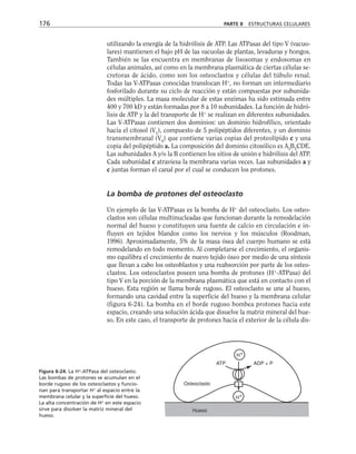 utilizando la energía de la hidrólisis de ATP. Las ATPasas del tipo V (vacuo-
lares) mantienen el bajo pH de las vacuolas de plantas, levaduras y hongos.
También se las encuentra en membranas de lisosomas y endosomas en
células animales, así como en la membrana plasmática de ciertas células se-
cretoras de ácido, como son los osteoclastos y células del túbulo renal.
Todas las V-ATPasas conocidas translocan H+
, no forman un intermediario
fosforilado durante su ciclo de reacción y están compuestas por subunida-
des múltiples. La masa molecular de estas enzimas ha sido estimada entre
400 y 700 kD y están formadas por 8 a 10 subunidades. La función de hidró-
lisis de ATP y la del transporte de H+
se realizan en diferentes subunidades.
Las V-ATPasas contienen dos dominios: un dominio hidrofílico, orientado
hacia el citosol (V1
), compuesto de 5 polipéptidos diferentes, y un dominio
transmembranal (V0
) que contiene varias copias del proteolípido c y una
copia del polipéptido a. La composición del dominio citosólico es A3
B3
CDE.
Las subunidades A y/o la B contienen los sitios de unión e hidrólisis del ATP.
Cada subunidad c atraviesa la membrana varias veces. Las subunidades a y
c juntas forman el canal por el cual se conducen los protones.
La bomba de protones del osteoclasto
Un ejemplo de las V-ATPasas es la bomba de H+
del osteoclasto. Los osteo-
clastos son células multinucleadas que funcionan durante la remodelación
normal del hueso y constituyen una fuente de calcio en circulación e in-
fluyen en tejidos blandos como los nervios y los músculos (Roodman,
1996). Aproximadamente, 5% de la masa ósea del cuerpo humano se está
remodelando en todo momento. Al completarse el crecimiento, el organis-
mo equilibra el crecimiento de nuevo tejido óseo por medio de una síntesis
que llevan a cabo los osteoblastos y una reabsorción por parte de los osteo-
clastos. Los osteoclastos poseen una bomba de protones (H+
-ATPasa) del
tipo V en la porción de la membrana plasmática que está en contacto con el
hueso. Esta región se llama borde rugoso. El osteoclasto se une al hueso,
formando una cavidad entre la superficie del hueso y la membrana celular
(figura 6-24). La bomba en el borde rugoso bombea protones hacia este
espacio, creando una solución ácida que disuelve la matriz mineral del hue-
so. En este caso, el transporte de protones hacia el exterior de la célula dis-
176 PARTE II ESTRUCTURAS CELULARES
H+
H+
ATP ADP + P
Osteoclasto
Hueso
Figura 6-24. La H+
-ATPasa del osteoclasto.
Las bombas de protones se acumulan en el
borde rugoso de los osteoclastos y funcio-
nan para transportar H+
al espacio entre la
membrana celular y la superficie del hueso.
La alta concentración de H+
en este espacio
sirve para disolver la matriz mineral del
hueso.
 