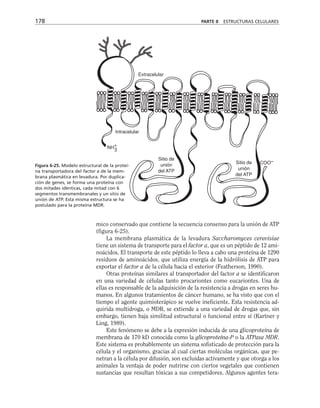 178 PARTE II ESTRUCTURAS CELULARES
Extracelular
Intracelular
NH+
Sitio de
unión
del ATP
Sitio de
unión
del ATP
COO–
3
Figura 6-25. Modelo estructural de la proteí-
na transportadora del factor a de la mem-
brana plasmática en levadura. Por duplica-
ción de genes, se forma una proteína con
dos mitades idénticas, cada mitad con 6
segmentos transmembranales y un sitio de
unión de ATP. Esta misma estructura se ha
postulado para la proteína MDR.
mico conservado que contiene la secuencia consenso para la unión de ATP
(figura 6-25).
La membrana plasmática de la levadura Saccharomyces cerevisiae
tiene un sistema de transporte para el factor a, que es un péptido de 12 ami-
noácidos. El transporte de este péptido lo lleva a cabo una proteína de 1290
residuos de aminoácidos, que utiliza energía de la hidrólisis de ATP para
exportar el factor a de la célula hacia el exterior (Featherson, 1990).
Otras proteínas similares al transportador del factor a se identificaron
en una variedad de células tanto procariontes como eucariontes. Una de
ellas es responsable de la adquisición de la resistencia a drogas en seres hu-
manos. En algunos tratamientos de cáncer humano, se ha visto que con el
tiempo el agente quimioterápico se vuelve ineficiente. Esta resistencia ad-
quirida multidroga, o MDR, se extiende a una variedad de drogas que, sin
embargo, tienen baja similitud estructural o funcional entre sí (Kartner y
Ling, 1989).
Este fenómeno se debe a la expresión inducida de una glicoproteína de
membrana de 170 kD conocida como la glicoproteína-P o la ATPasa MDR.
Este sistema es probablemente un sistema sofisticado de protección para la
célula y el organismo, gracias al cual ciertas moléculas orgánicas, que pe-
netran a la célula por difusión, son excluidas activamente y que otorga a los
animales la ventaja de poder nutrirse con ciertos vegetales que contienen
sustancias que resultan tóxicas a sus competidores. Algunos agentes tera-
 