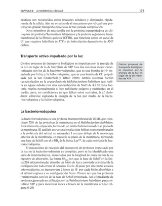 péuticos son reconocidos como invasores celulares y eliminados rápida-
mente de la célula. Aún no se entiende el mecanismo por el cual una pro-
teína tan grande transporta moléculas de tan variada composición.
Otros miembros de esta familia son la proteína transportadora de clo-
roquina del protista Plasmodium falciparum y la proteína reguladora trans-
membranal de la fibrosis quística (CFTR), que funciona como un canal de
Cl–
que requiere hidrólisis de ATP y de fosforilación dependiente de AMP
cíclico.
Transporte activo impulsado por la luz
Ciertos procesos de transporte biológicos se impulsan por la energía de
la luz en lugar de la de hidrólisis de ATP. Los dos sistemas mejor carac-
terizados son los de la bacteriorrodopsina, que es una bomba de H+
im-
pulsada por la luz y la halorrodopsina, que es una bomba de Cl–
propul-
sada por la luz (Oesterhelt y Tittor, 1989). Ambos sistemas fueron
caracterizados en la arqueobacteria Halobacterium halobium que habi-
ta en aguas saladas con una concentración de NaCl de 4.3 M. Esta bac-
teria respira normalmente si hay suficiente oxígeno y nutrientes en el
medio, pero, en condiciones en que faltan estos sustratos, la H. halo-
bium sobrevive captando la energía de la luz por medio de la bacte-
riorrodopsina y la halorrodopsina.
La bacteriorrodopsina
La bacteriorrodopsina es una proteína transmembranal de 26 kD, que cons-
tituye 75% de las proteínas de membrana en el Halobacterium halobium.
Está altamente empacada, formando un cristal bidimensional en el plano de
la membrana. El análisis estructural revela siete hélices transmembranales
y la molécula del retinal se encuentra 1 nm por debajo de la monocapa
exterior de la membrana, en paralelo al plano de la membrana, formando
una base de Schiff con el ε-NH2
de la lisina, Lys216
, de cada molécula de bac-
teriorrodopsina.
El mecanismo de reacción del transporte de protones impulsado por
la luz en la bacteriorrodopsina es complejo, pero se ha identificado una
serie de intermediarios, nominados por la longitud de onda en nm de su
espectro de absorsión. La forma bR568
(en que la base de Schiff en la lisi-
na 216 está protonada) absorbe un fotón de luz y convierte al retinal de la
configuración todo-trans al isómero 13-cis. Al pasar por diferentes estados
intermediarios, se transportan 2 iones de H+
por cada fotón absorbido y
el retinal regresa a su configuración trans. Parece ser que los protones
transportados son los de la base de Schiff protonada. Así, el gradiente de
protones generado es utilizado por la Halobacterium halobium para sin-
tetizar ATP y para movilizar iones a través de la membrana celular. (fi-
gura 6-26)
CAPÍTULO 6 LA MEMBRANA CELULAR 179
Ciertos procesos de
transporte biológicos
se impulsan por la
energía de la luz en
lugar de la de hidró-
lisis de ATP.
 