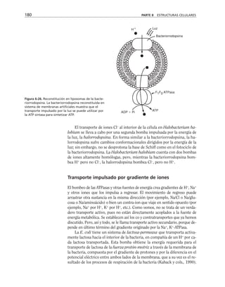 El transporte de iones Cl–
al interior de la célula en Halobacterium ha-
lobium se lleva a cabo por una segunda bomba impulsada por la energía de
la luz, la halorrodopsina. En forma similar a la bacteriorrodopsina, la ha-
lorrodopsina sufre cambios conformacionales dirigidos por la energía de la
luz; sin embargo, no se desprotona la base de Schiff como en el fotociclo de
la bacteriorrodopsina. La Halobacterium halobium cuenta con dos bombas
de iones altamente homólogas, pero, mientras la bacteriorrodopsina bom-
bea H+
pero no Cl–
, la halorrodopsina bombea Cl–
, pero no H+
.
Transporte impulsado por gradiente de iones
El bombeo de las ATPasas y otras fuentes de energía crea gradientes de H+
, Na+
y otros iones que los impulsa a regresar. El movimiento de regreso puede
arrastrar otra sustancia en la misma dirección (por ejemplo, Na/Cl o Na/glu-
cosa o Na/aminoácido) o bien un contra-ion que viaje en sentido opuesto (por
ejemplo, Na+
por H+
, K+
por H+
, etc.). Como vemos, no se trata de un verda-
dero transporte activo, pues no están directamente acoplados a la fuente de
energía metabólica. Se establecen así los co y contratransportes que ya hemos
discutido. Pero, así y todo, se le llama transporte activo secundario, porque de-
pende en último término del gradiente originado por la Na+
, K+
-ATPasa.
La E. coli tiene un sistema de lactosa-permeasa que transporta activa-
mente lactosa hacia el interior de la bacteria, en compañía de un H+
por ca-
da lactosa transportada. Esta bomba obtiene la energía requerida para el
transporte de lactosa de la fuerza protón-motriz a través de la membrana de
la bacteria, compuesta por el gradiente de protones y por la diferencia en el
potencial eléctrico entre ambos lados de la membrana, que a su vez es el re-
sultado de los procesos de respiración de la bacteria (Kaback y cols., 1990).
180 PARTE II ESTRUCTURAS CELULARES
H Luz
Bacteriorrodopsina
F1F0 ATPasa
ATP
ADP  Pi
Figura 6-26. Reconstitución en liposomas de la bacte-
riorrodopsina. La bacteriorrodopsina reconstituida en
sistema de membranas artificiales muestra que el
transporte impulsado por la luz se puede utilizar por
la ATP sintasa para sintetizar ATP.
 