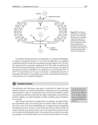 CAPÍTULO 6 LA MEMBRANA CELULAR 181














–
–
–
–
–
–
–
–
–
–
–
–
–
–
H
H

H
H

Lactosa 
Lactosa permeasa
Lactosa 
Cadena
respiratoria
O
2 e–
Figura 6-27. La lactosa
permeasa en la membra-
na de E. coli. El flujo de
electrones en la cadena
respiratoria genera un
gradiente de protones,
que se utiliza por la lac-
tosa permeasa para
transportar lactosa hacia
el interior de la célula. Se
indica el potencial eléc-
trico de la membrana.
La proteína lactosa-permeasa, reconstituida en vesículas fosfolipídicas,
es capaz de transportar lactosa y H+
en forma de simporter si se establece
un gradiente de pH a través de la membrana vesicular (figura 6-27). El estu-
dio estructural de la proteína membranal de 47 kD revela la existencia de
doce hélices transmembranales. El sitio de unión de la lactosa se localiza en
una porción proteica embebida en la membrana. Los aminoácidos His322
y
Glu325
de la permeasa son los que se protonan y desprotonan durante el
transporte del azúcar, lo que sugiere que son los responsables del transpor-
te de protones en el mecanismo simport.
Son proteínas que funcionan como poros, a través de los cuales los iones
pueden atravesar la membrana plasmática impulsados por sus gradientes
electroquímicos. Hay en la naturaleza una enorme diversidad de canales
y su presencia es ubicua en todo tipo de células, eucarióntica o procarióntica,
animal o vegetal, y no están limitados a células excitables como inicialmen-
te se supuso.
Aún estamos muy lejos de comprender, sin embargo, qué papel fisioló-
gico desempeña cada uno de estos tipos de canales iónicos, salvo en algu-
nos casos, como en el de la excitabilidad, que es la generación y propagación
del impulso nervioso. Si bien a nivel molecular todos los diversos tipos de
canales realizan una misma función, que es la de permitir el paso de iones,
en el contexto de la fisiología celular, los canales iónicos están involucrados,
por ejemplo, en la división celular, en el reconocimiento celular, en el equi-
Canales iónicos
Los canales iónicos fun-
cionan como poros, a
través de los cuales los
iones pueden atrave-
sar la membrana plas-
mática impulsados por
sus gradientes electro-
químicos.
 