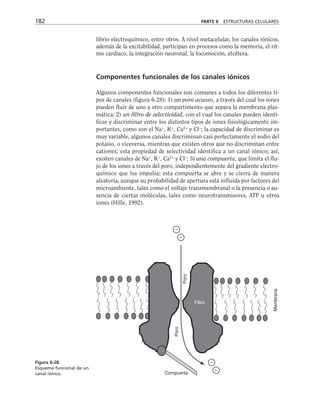 librio electroquímico, entre otros. A nivel metacelular, los canales iónicos,
además de la excitabilidad, participan en procesos como la memoria, el rit-
mo cardiaco, la integración neuronal, la locomoción, etcétera.
Componentes funcionales de los canales iónicos
Algunos componentes funcionales son comunes a todos los diferentes ti-
pos de canales (figura 6-28): 1) un poro acuoso, a través del cual los iones
pueden fluir de uno a otro compartimento que separa la membrana plas-
mática; 2) un filtro de selectividad, con el cual los canales pueden identi-
ficar y discriminar entre los distintos tipos de iones fisiológicamente im-
portantes, como son el Na+
, K+
, Ca2+
y Cl–
; la capacidad de discriminar es
muy variable, algunos canales discriminan casi perfectamente el sodio del
potasio, o viceversa, mientras que existen otros que no discriminan entre
cationes; esta propiedad de selectividad identifica a un canal iónico; así,
existen canales de Na+
, K+
, Ca2+
y Cl–
; 3) una compuerta, que limita el flu-
jo de los iones a través del poro, independientemente del gradiente electro-
químico que los impulsa; esta compuerta se abre y se cierra de manera
aleatoria, aunque su probabilidad de apertura está influida por factores del
microambiente, tales como el voltaje transmembranal o la presencia o au-
sencia de ciertas moléculas, tales como neurotransmisores, ATP u otros
iones (Hille, 1992).
182 PARTE II ESTRUCTURAS CELULARES
–

–

Compuerta
Membrana
Poro
Poro
Filtro
Figura 6-28.
Esquema funcional de un
canal iónico.
 