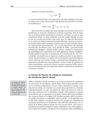Siendo la corriente capacitiva:
Icap
= Cm 
a su vez la corriente iónica es la suma de las corrientes debidas a cada espe-
cie iónica, por lo que, una ecuación más general que describe la corriente
de membrana es:
Im(t) = Cm  + INa
+ IK
+ ICa
+ICl
Esta ecuación nos indica que para estudiar la corriente iónica de la
membrana, es necesario eliminar la corriente capacitiva. Esto se logra
sólo si el potencial de membrana se mantiene constante, ya que en esas
condiciones dV/dt = 0. Esta condición se puede cumplir fijando el volta-
je con un circuito electrónico muy veloz, que sea capaz de determinar
en un momento dado el potencial transmembranal e inyectar la corrien-
te necesaria para poder mantener el potencial en el valor deseado, llama-
do “potencial de mantenimiento”. Un circuito electrónico fue diseñado
inicialmente por Robert Cole, en la década de 1940, y posteriormente
aplicado por Hodgkin y Huxley (1952) quienes estudiaron el fenómeno
de excitabilidad de la membrana en el axón gigante de calamar. Hodgkin y
Huxley pudieron describir la cinética de las corrientes de Na+
, K+
y Cl–
,
y proponer un modelo que se ajustó con mucha precisión en sus observa-
ciones. Posteriormente, el estudio de los fenómenos electrofisiológicos
estuvo limitado, por mucho tiempo a preparaciones biológicas con ca-
racterísticas geométricas extraordinarias, como el axón de calamar, las
fibras musculares, o axones de caracol, que por su grueso calibre permi-
tían la introducción de electrodos para medir el potencial de membrana
e inyectar corriente.
La técnica de fijación de voltaje en microáreas
de membrana (patch clamp)
Neher y Sakmann (1976) inventaron la técnica de fijación de membrana
en microáreas de membrana o patch clamp. Esta técnica permitió resol-
ver la corriente producida por un solo canal y extendió su estudio a casi
todo tipo de célula, sin importar sus caracterísicas geométricas. Consiste
fundamentalmente en usar una pipeta de vidrio que forma un sello de
muy alta resistencia con la membrana aislando eléctricamente el parche
de membrana que se encuentra en la punta. Existen diferentes modalida-
des, como se ilustra en la figura 6-29. Cuando la pipeta sella la membra-
na celular, constituye la modalidad “sobre la célula”, o cell attached, que
es útil para registrar corrientes unitarias de canales que dependen de
sustancias presentes en el citoplasma, como ATP, IP3, proteínas G, etc. A
través de la misma pipeta se puede dar una succión fuerte, con lo que la
membrana que limita la pipeta se rompe, lográndose una continuidad en-
tre el medio de la pipeta y el interior de la membrana. Esta modalidad de
dV
–––
dt
dV
–––
dt
184 PARTE II ESTRUCTURAS CELULARES
La técnica de fijación
de membrana en mi-
croáreas de membrana
o “patch clamp”. es
una técnica que per-
mitió resolver la co-
rriente producida por
un solo canal.
 