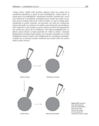 “célula entera” (whole cell), permite registrar todos los canales de la
membrana plasmática. A partir de esta modalidad de “célula entera” se
puede pasar a la modalidad de “membrana invertida” (outside out), con la
cara externa de la membrana orientada hacia el medio que rodea a la pi-
peta, tiene la ventaja sobre la de “sobre la célula”, en que el voltaje trans-
membranal se puede controlar con precisión, así como las condiciones
iónicas del medio en contacto con ambas caras del parche de membrana.
Esta condición es útil cuando se quiere ensayar el efecto de bloqueadores
que actúan por afuera de la membrana. Una última modalidad para re-
gistrar canal unitario se logra partiendo de “sobre la célula”, retirando
gradualmente la pipeta hasta quedar con el parche orientado con el lado
citoplásmico hacia el medio, esta configuración de “membrana orientada”,
o inside out, es útil para ensayar sustancias que actúan sobre los canales
desde la parte interna.
CAPÍTULO 6 LA MEMBRANA CELULAR 185
Sobre la célula Membrana invertida
Célula entera Membrana orientada
Figura 6-29. Esquema
que representa las
diversas modalidades
de la técnica de
fijación de voltaje
en microáreas de
membrana (patch clamp).
 