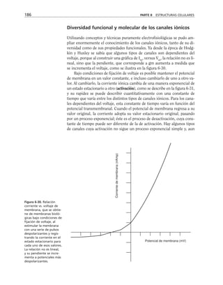 Diversidad funcional y molecular de los canales iónicos
Utilizando conceptos y técnicas puramente electrofisiológicas se pudo am-
pliar enormemente el conocimiento de los canales iónicos, tanto de su di-
versidad como de sus propiedades funcionales. Ya desde la época de Hodg-
kin y Huxley se sabía que algunos tipos de canales son dependientes del
voltaje, porque al construir una gráfica de Im
, versus Vm
, la relación no es li-
neal, sino que la pendiente, que corresponde a gm aumenta a medida que
se incrementa el voltaje, como se ilustra en la figura 6-30.
Bajo condiciones de fijación de voltaje es posible mantener el potencial
de membrana en un valor constante, e incluso cambiarlo de uno a otro va-
lor. Al cambiarlo, la corriente iónica cambia de una manera exponencial de
un estado estacionario a otro (activación), como se describe en la figura 6-31,
y su rapidez se puede describir cuantitativamente con una constante de
tiempo que varía entre los distintos tipos de canales iónicos. Para los cana-
les dependientes del voltaje, esta constante de tiempo varía en función del
potencial transmembranal. Cuando el potencial de membrana regresa a su
valor original, la corriente adopta su valor estacionario original, pasando
por un proceso exponencial; éste es el proceso de desactivación, cuya cons-
tante de tiempo puede ser diferente de la de activación. Hay algunos tipos
de canales cuya activación no sigue un proceso exponencial simple y, aun
186 PARTE II ESTRUCTURAS CELULARES
Potencial de membrana (mV)
Corriente
de
membrana
(nAmp)
Figura 6-30. Relación
corriente vs. voltaje de
membrana, que se obtie-
ne de membranas bioló-
gicas bajo condiciones de
fijación de voltaje, al
estimular la membrana
con una serie de pulsos
despolarizantes y regis-
trando la corriente en el
estado estacionario para
cada uno de esos valores.
La relación no es lineal,
y su pendiente se incre-
menta a potenciales más
despolarizantes.
 