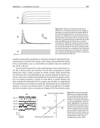 CAPÍTULO 6 LA MEMBRANA CELULAR 187
(a)
(b)
(c)
–80 mV
mseg
nAmp
cuando el potencial de membrana se mantiene constante, disminuyen tran-
sitoriamente en función del tiempo y del voltaje transmembranal (figura
6-31a, inactivación), que es característica de algunos tipos de canales de
Na+
, de K+
y de Ca2+
.
Las corrientes iónicas de un solo canal aparecen como transiciones en-
tre dos o varios niveles de corriente. Uno de ellos corresponde al estado
abierto del canal, y existe al menos un estado cerrado. Estas transiciones
son aletorias, pero la probabilidad de que ocurran depende de factores ex-
ternos, como son el voltaje transmembranal, la presencia de agentes quími-
cos o la tensión mecánica. A partir de estos datos, se puede obtener una
gran cantidad de información de los canales; por ejemplo, la magnitud de
las transiciones de corriente nos puede dar información de la conductancia
unitaria, si se hace una relación entre el voltaje de membrana y la magni-
tud de la corriente, como se muestra en la figura 6-32. Esta relación es ge-
–80 mV
–60 mV
–40 mV
–20 mV
50 mV
200 ms
5
pA
Corriente unitaria (pAmp)
–2
2
4
–100 –50 50
Potencial de membrana (mV)
(a)
(b)
Figura 6-31. Series de corrientes iónicas que se
obtienen en condiciones de fijación de voltaje, en
respuesta a una serie de pulsos de voltaje. a) Serie
de corrientes obtenidas de un ovocito de rana in-
yectado con mRNA de un canal de potasio Kv3.1b,
que muestran la activación de las corrientes; éstas
alcanzan un estado estacionario diferente para cada
potencial. b) Serie de corrientes de un ovocito
inyectado con mRNA de canales de potasio shaker.
Las corrientes disminuyen de magnitud, aun cuan-
do el pulso de voltaje se mantiene constante (inac-
tivación). c) Cambios en el potencial de membrana
con el que se estimularon las células para obtener
las corrientes del a) y b). Se partió de un potencial
de mantenimiento de –80 mV.
Figura 6-32. Corrientes unitarias.
a) Serie de corrientes obtenidas
de una célula epitelial en cultivo
usando la técnica de fijación de
voltaje en microáreas de membra-
na, en la modalidad de “sobre la
célula”. b) Relación corriente-vol-
taje obtenida de los datos que se
muestran en a; cada punto repre-
senta la magnitud de la corriente
que se calcula considerando la di-
ferencia entre los dos niveles, uno
de los cuales corresponde al esta-
do abierto del canal y otro al
cerrado (Ponce y cols., 1991).
 