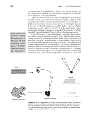 neralmente lineal, y su pendiente es la conductancia unitaria, aunque exis-
ten canales que no observan una relación lineal, y siguiendo la terminolo-
gía de ingeniería, se dice que rectifican.
La gran diversidad de canales se puede destinguir por la gama de selec-
tividades a Na+
, K+
, Ca2+
, o Cl–
, dependencia del voltaje o de agentes quími-
cos, propiedades cinéticas macroscópicas o unitarias, que sirvieron para dis-
tinguirlos y clasificarlos. Existen diversas familias de canales para cada uno
de los iones de interés fisiológico, reconocibles desde el punto de vista fun-
cional, como son los canales de Na+
, Ca2+
o K+
dependientes del voltaje,
canales de K+
rectificadores entrantes, canales de K+
dependientes de ATP, ca-
nales de K+
dependientes de Ca2+
, por nombrar sólo algunos ejemplos.
En los últimos años se han podido clonar y secuenciar diversos genes
que codifican para canales iónicos, a partir de lo cual se ha deducido la se-
cuencia primaria de aminoácidos y se han podido predecir sus estructuras
secundaria y terciaria, y su conformación en la matriz lipídica. Posteriormen-
te, se han utilizado sistemas de expresión heterólogos, como el de ovocitos
de sapo Xenopus leavis, en los que se inyecta con una micropipeta el RNA
mensajero, sintetizado in vitro, que codifica para un cierto canal iónico. El
ovocito es capaz de traducirlo y expresarlo funcionalmente en la membra-
na, como se ilustra en la figura 6-33. Haciendo mutaciones, o deleciones y
observando como alteran éstas las propiedades funcionales del canal, se ha
188 PARTE II ESTRUCTURAS CELULARES
Células mRNA
Inyectado
No inyectado
Inyección de mRNA
Sapos Xenopus leavis
Figura 6-33. Técnica de expresión de canales iónicos en ovocitos de rana. Los ovocitos
maduros de sapos sudafricanos Xenopus leavis, son capaces de expresar diversas pro-
teínas de membrana, como canales iónicos, cuando se inyectan con RNA mensajero.
Este RNA puede ser sintetizado in vitro, o bien, purificado a partir de preparaciones
biológicas, como células en cultivo o tejidos.
Se han podido clonar
y secuenciar diversos
genes que codifican
para canales iónicos, a
partir de lo cual se ha
deducido la secuencia
primaria de aminoá-
cidos y se han podido
predecir sus estructu-
ras secundaria y tercia-
ria, y su conformación
en la matriz lipídica.
 