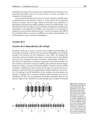 aprendido que partes de la secuencia son responsables de los distintos com-
ponentes funcionales, como son el poro acuoso, el sensor de voltaje o la
compuerta de inactivación.
Una vez determinada la secuencia de un canal, también es posible saber
su distribución en los distintos tejidos, o en qué partes de la membrana
celular se localiza. Esto se logra usando anticuerpos muy específicos, o
detectando la presencia del mRNA mediante ensayos de Northern blot, o por
hibridación in situ. En ambos casos se sintetiza un fragmento de DNA, com-
plementario a un segmento del mRNA, cuya secuencia ya es conocida. El
fragmento está marcado radiactivamente y revela la presencia del mRNA.
En el Northern blot se reconoce al mRNA en un gel de poliacrilamida y en
la hibridación in situ en muestras histológicas.
Canales de K
Canales de K dependientes del voltaje
El primer canal que se clonó y secuenció fue el Shaker de Drosophila, de-
nominado así porque se detectó de una cepa de Drosophilas que tiemblan
cuando se las duerme con éter (Papazian y cols., 1991). Al comparar las
corrientes iónicas de células musculares, se encontró que la cepa Shaker
carece de una corriente transitoria de potasio, denominada “corriente A”.
Esto llevó a los genetistas a comparar el genoma de las moscas shaker con
las normales y encontrar el gen que codifica para canales de potasio depen-
dientes de voltaje, a los que se denominó Shaker. Cuando se inyecta el RNA
mensajero, sintetizado in vitro a partir de este gen en ovocitos de rana, se
producen corrientes de K con características cinéticas similares a la corrien-
te A. Al analizar el perfil hidrofóbico de los residuos de aminoácidos tra-
ducidos, se dedujo que la secuencia peptítica debía atravesar seis veces la
membrana (S1-S6), con sus segmentos terminales orientados hacia la cara
interior (figura 6-34). También se ha demostrado que la región N terminal
CAPÍTULO 6 LA MEMBRANA CELULAR 189
(b)
(a)
P
R2
R1 R3 R4
Figura 6-34. Topología de
los canales iónicos depen-
dientes del voltaje. a)
Topología de una subuni-
dad de los canales de K+
dependientes del voltaje,
que atraviesa seis veces la
membrana, con sus dos
terminales orientadas ha-
cia el lado citoplásmico; la
porción P constituye el po-
ro del canal. b) Se requie-
ren cuatro de estas subuni-
dades para ensamblar un
canal de K+
, mientras que
en los canales de Na+
y de
Ca2+
, las cuatro subunida-
des ya están enlazadas en
una sola secuencia, R1- R4.
 