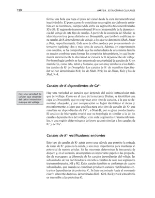 forma una bola que tapa el poro del canal desde la cara intramembranal,
inactivándolo. El poro acuoso lo constituye una región parcialmente embe-
bida en la membrana, comprendida entre los segmentos transmembranales
S5 y S6. El segmento transmembranal S4 es el responsable de la dependen-
cia del voltaje de este tipo de canales. A partir de la secuencia del Shaker, se
identificaron tres genes distintos en Drosophila, que también codifican pa-
ra canales de K dependientes de voltaje, a los que se denominó Shab, Shaw
y Shal, respectivamente. Cada uno de ellos produce por procesamiento al-
ternativo (splicing) dos o más tipos de canales. Además, en experimentos
con ovocitos, se ha comprobado que las subunidades de una misma familia
se pueden combinar para formar los complejos tetraméricos, lo cual incre-
menta enormemente la diversidad de canales de K dependientes de voltaje.
Por homología también se han encontrado una variedad de canales de K+
en
mamíferos, como rata, ratón y humano, que son muy similares a los distin-
tos canales de K+
de Drosophila. Los canales de K+
de mamífero tipo Sha-
ker se han denominado Kv1; los de Shab, Kv2; los de Shaw, Kv3; y los de
Shal, Kv4.
Canales de K dependientes de Ca2+
Hay una variedad de canales que depende del calcio intracelular más
que del voltaje. Como en el caso de la mutante Shaker, se identificó una
cepa de Drosophila que no expresan este tipo de canales, a la que se de-
nominó slowpoke, y por comparación se logró identificar el locus y,
posteriormente, el gen que codifica para este tipo de canales de K+
que
resultan ser dependientes de Ca2+
, o Maxi-K, por su gran conductancia.
El análisis de hidropatía reveló que su topología es similar a la de los
canales dependientes del voltaje, con siete segmentos transmembrana-
les, y una región determinante del poro acuoso similar a los canales de
K+
y de Na+
.
Canales de K+
rectificadores entrantes
Este tipo de canales de K+
actúa como una válvula que permite la entrada
de iones de K+
, pero no la salida, y son muy importantes para mantener el
potencial de reposo celular. En las neuronas determinan la frecuencia de
disparo y, en el corazón, desempeñan un importante papel en las propieda-
des de marcapaso. A diferencia de los canales dependientes del voltaje, las
subunidades de los rectificadores entrantes constan de sólo dos segmentos
transmembranales, M1 y M2. Estos canales también se conforman de cuatro
subunidades, que cuando se combinan producen canales rectificadores en-
trantes dependientes de proteínas G. Se han encontrado hasta el momento
cuatro diferentes familias, denominadas Kir1, Kir2, Kir3 y Kir4; esta última
es insensible a las proteínas G.
190 PARTE II ESTRUCTURAS CELULARES
Hay una variedad de
canales que depende
del calcio intracelular
más que del voltaje.
 