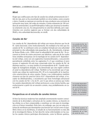 MinK
El gen que codifica para este tipo de canales fue aislado primeramente de ri-
ñón de rata, pero se ha encontrado también en otros tejidos, como corazón
y útero. Cuando se expresan en ovocitos de rana, producen una corriente de
activación muy lenta, del orden de minutos. Consta solamente de 130 resi-
duos de aminoácidos y su perfil hidropático indica que atraviesa la membra-
na solamente una vez. Su estequiometría no está bien definida, pero expe-
rimentos con ovocitos sugieren que se forman con dos subunidades de
MinK y otra subunidad desconocida, no minK.
Canales de Na+
Los canales de Na+
dependientes del voltaje son menos diversos que los de
K+
, tanto funcional, como molecularmente. En realidad se ha visto que los
canales de Na+
se contituyen como un complejo formado por una subunidad
principal α y dos subunidades más pequeñas, β1
y β2
. Inicialmente, el grupo
de Numa (Noda y cols., 1984) clonó la subunidad α del canal de Na+
. Su se-
cuencia se forma de cuatro porciones casi idénticas, cada una de las cuales
tiene notables semejanzas con la topología de los canales de K+
dependien-
tes del voltaje, como son seis segmentos transmembranales, y una porción
parcialmente embebida entre los segmentos 5 y 6 que constituye el poro
acuoso; el segmento S4 está muy conservado entre los canales de Na+
de
distintas especies, y es muy similar al correspondiente de K+
. Usando estra-
tegias de mutagénesis dirigida, se ha demostrado que esta región confiere
al canal su dependencia del voltaje. También se ha encontrado que el seg-
mento que enlaza las repeticiones III y IV es la responsable de la inactiva-
ción característica de estos canales. Numa y sus colaboradores también
clonaron un tipo de canal de Calcio (Ca2+
) dependiente del voltaje, el re-
ceptor de dihidropiridina, y encontraron que tiene homología estructural
con los canales de Na+
y los de K+
, por lo que ahora se piensa que todos
los canales dependientes del voltaje pertenecen a una misma familia, que
evolucionaron a partir de un ancestro común, muy probablemente un ca-
nal de K+
.
Perspectivas en el estudio de canales iónicos
Si bien las técnicas modernas han ampliado enormemente nuestro conoci-
miento de la diversidad y estructura de los canales iónicos, su función en
las células no es bien comprendida y constituye un reto para la investiga-
ción en el futuro inmediato. Está claro, sin embargo, que, por ser estas pro-
teínas de membrana que desempeñan una función tan crucial como el equi-
librio iónico en la membrana, el estudio de su funcionamiento va más allá
de la investigación básica. Se han descrito varias enfermedades en las cua-
les los canales iónicos participan directamente, como la fibrosis quística,
CAPÍTULO 6 LA MEMBRANA CELULAR 191
Los canales de Na+
de-
pendientes del voltaje
son menos diversos
que los de K+
, tanto
funcional, como mo-
lecularmente.
Los canales dependien-
tes del voltaje pertene-
cen a una misma fami-
lia, que evolucionaron
a partir de un ancestro
común, muy probable-
mente un canal de K+
.
La fibrosis quística se
debe a un mal funcio-
namiento de un tipo
de canal de cloro.
 
