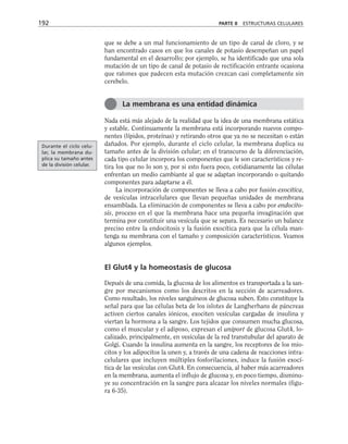 que se debe a un mal funcionamiento de un tipo de canal de cloro, y se
han encontrado casos en que los canales de potasio desempeñan un papel
fundamental en el desarrollo; por ejemplo, se ha identificado que una sola
mutación de un tipo de canal de potasio de rectificación entrante ocasiona
que ratones que padecen esta mutación crezcan casi completamente sin
cerebelo.
Nada está más alejado de la realidad que la idea de una membrana estática
y estable. Continuamente la membrana está incorporando nuevos compo-
nentes (lípidos, proteínas) y retirando otros que ya no se necesitan o están
dañados. Por ejemplo, durante el ciclo celular, la membrana duplica su
tamaño antes de la división celular; en el transcurso de la diferenciación,
cada tipo celular incorpora los componentes que le son característicos y re-
tira los que no lo son y, por si esto fuera poco, cotidianamente las células
enfrentan un medio cambiante al que se adaptan incorporando o quitando
componentes para adaptarse a él.
La incorporación de componentes se lleva a cabo por fusión exocítica,
de vesículas intracelulares que llevan pequeñas unidades de membrana
ensamblada. La eliminación de componentes se lleva a cabo por endocito-
sis, proceso en el que la membrana hace una pequeña invaginación que
termina por constituir una vesícula que se separa. Es necesario un balance
preciso entre la endocitosis y la fusión exocítica para que la célula man-
tenga su membrana con el tamaño y composición característicos. Veamos
algunos ejemplos.
El Glut4 y la homeostasis de glucosa
Depués de una comida, la glucosa de los alimentos es transportada a la san-
gre por mecanismos como los descritos en la sección de acarreadores.
Como resultado, los niveles sanguíneos de glucosa suben. Esto constituye la
señal para que las células beta de los islotes de Langherhans de páncreas
activen ciertos canales iónicos, exociten vesículas cargadas de insulina y
viertan la hormona a la sangre. Los tejidos que consumen mucha glucosa,
como el muscular y el adiposo, expresan el uniport de glucosa Glut4, lo-
calizado, principalmente, en vesículas de la red transtubular del aparato de
Golgi. Cuando la insulina aumenta en la sangre, los receptores de los mio-
citos y los adipocitos la unen y, a través de una cadena de reacciones intra-
celulares que incluyen múltiples fosforilaciones, induce la fusión exocí-
tica de las vesículas con Glut4. En consecuencia, al haber más acarreadores
en la membrana, aumenta el influjo de glucosa y, en poco tiempo, disminu-
ye su concentración en la sangre para alcazar los niveles normales (figu-
ra 6-35).
192 PARTE II ESTRUCTURAS CELULARES
La membrana es una entidad dinámica
Durante el ciclo celu-
lar, la membrana du-
plica su tamaño antes
de la división celular.
 