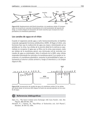 Los canales de agua en el riñón
Cuando el organismo pierde agua y sufre hemoconcentración, la hipófisis
responde segregando hormona antidiurética (ADH). Al llegar al riñón, esta
hormona hace que la reabsorción de agua sea mayor, minimizando así su
pérdida por la orina. Las células de la porción distal de la nefrona se espe-
cializan en recuperar el agua que se filtra con la orina, pues poseen, justo
por debajo de la membrana apical, una intrincada red de vesículas con
canales de agua ya sintetizados. Ante el estímulo de la ADH, estas células
responden fusionando las vesículas a la membrana apical. Los canales se in-
corporan a la membrana plasmática, aumenta la permeabilidad al agua, se
transporta al interior celular primero y luego al intersticio y a la sangre
(figura 6-36).
CAPÍTULO 6 LA MEMBRANA CELULAR 193
Gluc Gluc
Gluc Gluc
Gluc
Gluc
Insulina
Figura 6-35. Desplazamiento del Glut4 intracelular a la membrana celular. El transpor-
tador se encuentra en vesículas intracelulares en la red transtubular del aparato de
Golgi. La insulina dispara el mecanismo de fusión exocítica que incorpora los trans-
portadores a la membrana plasmática.
ADH
H2O
Figura 6-36. Incorporación de canales de agua a la membrana celular. En las células
del túbulo distal, la hormona ADH dispara la fusión de vesículas apicales con los cana-
les de agua.
Alper, S.L., “The band 3-related anion Exchanger (AE) Gene Family”, Ann. Rev.
Physiol., 53: 549-564, 1991.
Altendorf, K. y Epstein, W., “Kdp-ATPase of Escherichia coli, Cell Physiol.”,
Biochem., 4: 160-172, 1994.
Referencias bibliográficas
 