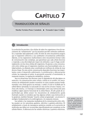 La evolución ha provisto a las células de todos los organismos vivos de me-
canismos de “señalamiento” que les permiten percibir estímulos ambienta-
les y responder adecuadamente a ellos. El éxito de estos mecanismos asegura
que el organismo sobreviva a sus cambiantes circunstancias ambientales.
Además, en los organismos multicelulares estos mecanismos forman redes
de comunicación más complejas, que garantizan que cada célula funcione
y responda a una diversidad aún mayor de estímulos y que lo haga coordi-
nadamente con las otras células del organismo. Es gracias a esta comunica-
ción entre células que el organismo mantiene una funcionalidad como en-
tidad unitaria, no obstante estar constituido por millones de células de muy
diverso linaje. De esta red de comunicación dependen funciones tan impor-
tantes como el desarrollo embrionario, la proliferación y diferenciación
celular, las respuestas al estrés, la percepción sensorial, el movimiento, la
respuesta inmune, la regulación metabólica, etcétera.
Aun en situaciones tan diversas como la degradación del glucógeno en
músculo o la comunicación entre célula y célula en el cerebro, los meca-
nismos de señalamiento pueden resumirse en unos cuantos puntos funda-
mentales: una célula genera un mensaje, o señal, el cual es recibido por la
célula blanco apropiada, la cual puede ser una vecina cercana o lejana, o in-
cluso ella misma, y el mensaje es interpretado como una instrucción para
modificar algún aspecto funcional de la célula blanco. El alto grado de es-
pecificidad que deben poseer los mecanismos de señalamiento queda
ilustrado cuando se considera que hay algunas señales cuya instrucción es
la apoptosis, también llamada “muerte celular programada”, un proceso fi-
siológico fundamental en la embriogénesis y la respuesta inmune.
Las señales y las respuestas mediadoras de la comunicación entre célu-
las pueden ser de naturaleza química, eléctrica y químico-eléctrica. El
señalamiento a través de mensajeros químicos consiste en la secreción de
moléculas que deben ser reconocidas específicamente por receptores en las
células blanco. A diferencia de las señales eléctricas y químico-eléctricas,
197
TRANSDUCCIÓN DE SEÑALES
CAPÍTULO 7
Martha Verónica Ponce Castañeda ■ Fernando López Casillas
Introducción
Las señales y las res-
puestas mediadoras
de la comunicación
entre células pueden
ser de naturaleza quí-
mica, eléctrica y quími-
co-eléctrica.
 