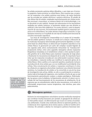 las señales puramente químicas deben difundirse, o aun viajar por el torren-
te sanguíneo, hasta encontrar su célula blanco. Esto ocasiona que, en gene-
ral, las respuestas a las señales químicas sean lentas y de mayor duración
que las evocadas por señales eléctricas o químico-eléctricas. El estudio de
este último tipo de señales, empleadas mayoritariamente por células excita-
bles nerviosas y musculares, se enmarca dentro de la electrofisiología, y no
se discutirán en este capítulo. Aunque nos enfocaremos en los mecanismos
mediados por señales químicas, es pertinente señalar que esta división es
artificial y sólo tiene fines didácticos. Un evento eléctrico, como la despola-
rización de una neurona, frecuentemente también genera respuestas quí-
micas en la célula blanco, las cuales afectan a largo plazo su función. Lo que
llamamos memoria es el resultado de este tipo de modificación funcional de
circuitos neuronales específicos.
Las áreas de investigación comprendidas en el campo de la transduc-
ción de señales químicas incluyen: el estudio de la síntesis y liberación de
las moléculas mensajeras (denominadas genéricamente ligandos); su trans-
porte hasta las células blanco; su detección por receptores específicos en las
células blanco; la generación por parte del complejo receptor-ligando de
una segunda señal, ahora exclusivamente intracelular (la “transducción”
propiamente dicha); cómo estos segundos mensajeros afectan respuestas
bioquímicas inmediatas en el metabolismo celular y cómo ajustan la expre-
sión genética de la célula blanco para mantener respuestas de largo plazo;
y finalmente los mecanismos de disipación de la señal. Es importante hacer
notar que las respuestas evocadas por una señal pueden ocasionar respues-
tas inmediatas y respuesta tardías que modifican la expresión génica de la
célula blanco. Estos cambios en la expresión genética usualmente incluyen
la producción de otras señales que a su vez modificarán la actividad de otras
células. Esta concatenación de señales y respuestas constituyen el cómo
las células de un organismo pluricelular mantienen una cohesión funcional
armónica. La transducción de señales se ha convertido en una de las áreas
de investigación más activas, debido, no sólo a su participación en práctica-
mente toda la fisiología del organismo, sino también al hecho de que su mal
funcionamiento generalmente conduce a estados patológicos. Enfermeda-
des tan graves como la diabetes, la hipertensión arterial y el cáncer son re-
sultado del mal funcionamiento de los mecanismos de señalización. Es de
esperarse que un entendimiento cabal de estos mecanismos, en la salud y la
enfermedad, proporcionen nuevas terapéuticas, más efectivas, para estos
padecimientos.
Inclusive los microorganismos unicelulares secretan moléculas mensajeras
que coordinan muchas funciones; por ejemplo, la agregación de células pa-
ra intercambio sexual, o la diferenciación que ocurre en ciertas circunstan-
cias ambientales. Cuando estas moléculas alteran la expresión genética o la
conducta de otros organismos de la misma especie, reciben el nombre de fe-
romonas. En animales y plantas los mensajeros químicos funcionan tam-
198 PARTE II ESTRUCTURAS CELULARES
Mensajeros químicos
La diabetes, la hiper-
tensión arterial y el
cáncer son resultado
del mal funcionamien-
to de los mecanismos
de señalización.
 