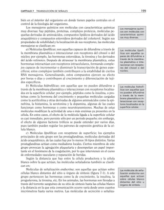 bién en el interior del organismo en donde tienen papeles centrales en el
control de la fisiología del organismo.
Los mensajeros químicos son moléculas con características químicas
muy diversas: hay péptidos, proteínas, complejos proteicos, moléculas pe-
queñas derivadas de aminoácidos, compuestos lipídicos derivados del ácido
araquidónico y compuestos esteroideos derivados del colesterol. Según sus
propiedades de solubilidad y la localización de sus receptores, las moléculas
mensajeras se clasifican en:
a) Moléculas lipofílicas; son aquellas capaces de difundirse a través de
la membrana plasmática e interaccionar con receptores del citosol o del
núcleo; por ejemplo, las hormonas esteroideas, la tiroxina y los derivados
del ácido retinoico. Después de atravesar la membrana plasmática, estas
hormonas interactúan con receptores intracelulares, formando comple-
jos capaces de incrementar o disminuir la transcripción de genes espe-
cíficos; estos complejos también contribuyen a la estabilidad de ciertos
RNA mensajeros. Generalizando, estos compuestos ejercen su efecto
por horas o días y contribuyen al crecimiento y diferenciación de teji-
dos específicos.
b) Moléculas hidrofílicas; son aquellas que no pueden difundirse a
través de la membrana plasmática e interaccionan con receptores localiza-
dos en la superficie celular; por ejemplo, péptidos como la insulina, o pro-
teínas como la hormona del crecimiento y pequeñas moléculas cargadas
como la acetilcolina y otras derivadas de algunos aminoácidos como la epi-
nefrina, la histamina, la serotonina y la dopamina, algunas de las cuales
funcionan como hormonas o como neurotransmisores. Muchas de estas
moléculas modifican la actividad de una o más enzimas ya presentes en la
célula. En estos casos, el efecto de la molécula ligada a la superficie celular
es casi inmediato, pero persiste sólo por un periodo pequeño; sin embargo,
el efecto de algunos factores tróficos se puede extender por varios días,
pues también pueden regular los patrones de expresión genética de la cé-
lula blanco.
c) Moléculas lipofílicas con receptores de superficie; los ejemplos
principales de este grupo son las prostaglandinas, moléculas derivadas del
ácido araquidónico, de las cuales hay por lo menos 16 tipos distintos. Varias
prostaglandinas actúan como mediadores locales. Ciertos miembros de este
grupo provocan la agregación plaquetaria y desempeñan un papel impor-
tante en el fenómeno de la coagulación, por lo que intervienen en el curso
de enfermedades vasculares y reparación de heridas.
Según la distancia que hay entre la célula productora y la célula
blanco sobre la que actúan, las moléculas señaladoras también se clasifi-
can en:
Moléculas de señalización endocrina; son aquellas que actúan sobre
células blanco distantes del sitio u órgano de síntesis (figura 7-1). A este
grupo pertenecen las hormonas como la de crecimiento, la insulina, la
progesterona, la tiroxina, etc. En los animales, las hormonas son llevadas a
través del torrente sanguíneo de su sitio de síntesis hasta las células blanco
y la distancia en la que esta comunicación ocurre varía desde unos cuantos
micrómetros hasta varios metros. Las moléculas de secreción o señaliza-
CAPÍTULO 7 TRANSDUCCIÓN DE SEÑALES 199
Los mensajeros quími-
cos son moléculas con
características quími-
cas muy diversas.
Las moléculas lipofí-
licas son aquellas ca-
paces de difundirse a
través de la membra-
na plasmática e inte-
raccionar con recepto-
res del citosol o del
núcleo.
Las moléculas hidrofí-
licas son aquellas que
no pueden difundirse
a través de la mem-
brana plasmática e in-
teraccionan con recep-
tores localizados en la
superficie celular.
Las moléculas de seña-
lización endocrina son
aquellas que actúan
sobre células blanco
distantes del sitio u
órgano de síntesis.
 