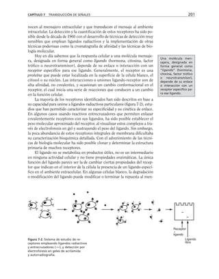 nocen al mensajero extracelular y que transducen el mensaje al ambiente
intracelular. La detección y la cuantificación de estos receptores ha sido po-
sible desde la década de 1960 con el desarrollo de técnicas de detección muy
sensibles que emplean ligandos radiactivos y la implementación de otras
técnicas poderosas como la cromatografía de afinidad y las técnicas de bio-
logía molecular.
Hoy en día sabemos que la respuesta celular a una molécula mensaje-
ra, designada en forma general como ligando (hormona, citosina, factor
trófico o neurotransmisor), depende de su enlace o interacción con un
receptor específico para ese ligando. Generalmente, el receptor es una
proteína que puede estar localizada en la superficie de la célula blanco, el
citosol o su núcleo. Las interacciones o uniones ligando-receptor son de
alta afinidad, no covalentes, y ocasionan un cambio conformacional en el
receptor, el cual inicia una serie de reacciones que conducen a un cambio
en la función celular.
La mayoría de los receptores identificados han sido descritos en base a
su capacidad para unirse a ligandos radiactivos particulares (figura 7-2), estu-
dios que han permitido caracterizar su especificidad y su cinética de enlace.
En algunos casos usando reactivos entrecruzadores que permiten enlazar
covalentemente receptores con sus ligandos, ha sido posible establecer el
peso molecular aproximado del receptor, al visualizar estos complejos a tra-
vés de electroforesis en gel y sustrayendo el peso del ligando. Sin embargo,
la poca abundancia de estos receptores integrales de membrana dificultaba
su caracterización bioquímica detallada. Con el advenimiento de las técni-
cas de biología molecular ha sido posible clonar y determinar la estructura
primaria de muchos receptores.
El ligando no se metaboliza en productos útiles, no es un intermediario
en ninguna actividad celular y no tiene propiedades enzimáticas. La única
función del ligando parece ser la de cambiar ciertas propiedades del recep-
tor que indican en el interior de la célula la presencia de un ligando especí-
fico en el ambiente extracelular. En algunas células blanco, la degradación
o modificación del ligando puede modificar o terminar la repuesta al men-
CAPÍTULO 7 TRANSDUCCIÓN DE SEÑALES 201
Receptor

ligando
Ligando
libre
Figura 7-2. Sistema de estudio de re-
ceptores empleando ligandos radiactivos
y entrecruzadores ( ), y detección por
electroforesis en geles de acrilamida
y autorradiografía.
[
Una molécula men-
sajera, designada en
forma general como
“ligando” (hormona,
citocina, factor trófico
o neurotransmisor),
depende de su enlace
o interacción con un
receptor específico pa-
ra ese ligando.
 
