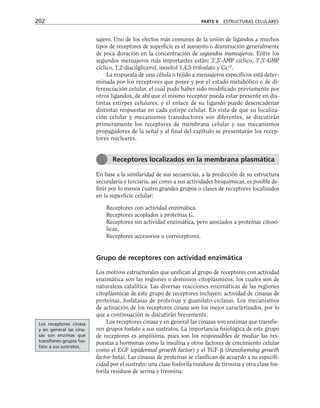 sajero. Uno de los efectos más comunes de la unión de ligandos a muchos
tipos de receptores de superficie es el aumento o disminución generalmente
de poca duración en la concentración de segundos mensajeros. Entre los
segundos mensajeros más importantes están: 3',5'-AMP cíclico, 3',5'-GMP
cíclico, 1,2-diacilglicerol, inositol 1,4,5-trifosfato y Ca+2
.
La respuesta de una célula o tejido a mensajeros específicos está deter-
minada por los receptores que posee y por el estado metabólico o de di-
ferenciación celular, el cual pudo haber sido modificado previamente por
otros ligandos, de ahí que el mismo receptor pueda estar presente en dis-
tintas estirpes celulares, y el enlace de su ligando puede desencadenar
distintas respuestas en cada estirpe celular. En vista de que su localiza-
ción celular y mecanismos transductores son diferentes, se discutirán
primeramente los receptores de membrana celular y sus mecanismos
propagadores de la señal y al final del capítulo se presentarán los recep-
tores nucleares.
En base a la similaridad de sus secuencias, a la predicción de su estructura
secundaria y terciaria, así como a sus actividades bioquímicas, es posible de-
finir por lo menos cuatro grandes grupos o clases de receptores localizados
en la superficie celular:
Receptores con actividad enzimática.
Receptores acoplados a proteínas G.
Receptores sin actividad enzimática, pero asociados a proteínas citosó-
licas.
Receptores accesorios o correceptores.
Grupo de receptores con actividad enzimática
Los motivos estructurales que unifican al grupo de receptores con actividad
enzimática son las regiones o dominios citoplásmicos, los cuales son de
naturaleza catalítica. Las diversas reacciones enzimáticas de las regiones
citoplásmicas de este grupo de receptores incluyen: actividad de cinasas de
proteínas, fosfatasas de proteínas y guanilato-ciclasas. Los mecanismos
de activación de los receptores cinasa son los mejor caracterizados, por lo
que a continuación se discutirán brevemente.
Los receptores cinasa y en general las cinasas son enzimas que transfie-
ren grupos fosfato a sus sustratos. La importancia fisiológica de este grupo
de receptores es amplísima, pues son los responsables de mediar las res-
puestas a hormonas como la insulina y otros factores de crecimiento celular
como el EGF (epidermal growth factor) y el TGF- (transforming growth
factor-beta). Las cinasas de proteínas se clasifican de acuerdo a su especifi-
cidad por el sustrato: una clase fosforila residuos de tirosina y otra clase fos-
forila residuos de serina y treonina.
202 PARTE II ESTRUCTURAS CELULARES
Receptores localizados en la membrana plasmática
Los receptores cinasa
y en general las cina-
sas son enzimas que
transfieren grupos fos-
fato a sus sustratos.
 