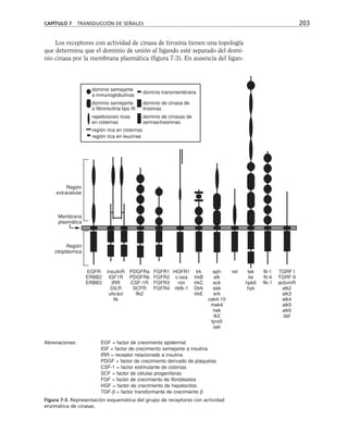 Los receptores con actividad de cinasa de tirosina tienen una topología
que determina que el dominio de unión al ligando esté separado del domi-
nio cinasa por la membrana plasmática (figura 7-3). En ausencia del ligan-
CAPÍTULO 7 TRANSDUCCIÓN DE SEÑALES 203
dominio semejante
a inmunoglobulinas
dominio semejante
a fibrorectina tipo III
repeticiones ricas
en cisteínas
región rica en cisteínas
región rica en leucinas
dominio transmembrana
dominio de cinasa de
tirosinas
dominio de cinasas de
serinas/treoninas
Región
extracelular
Membrana
plasmática
Región
citoplásmica
EGFR
ERBB2
ERBB3
insulinR
IGF1R
IRR
DILR
ufo/axl
ltk
PDGFRa
PDGFRb
CSF-1R
SCFR
flk2
FGFR1
FGFR2
FGFR3
FGFR4
HGFR1
c-sea
ron
nbtk-1
trk
trkB
trkC
Dtrk
trkE
eph
elk
eck
eek
erk
cek4-10
mek4
hek
tk2
tyro5
sek
ret tek
tie
hpk6
hyk
flt-1
flt-4
flk-1
TGRF I
TGRF II
activinR
alk2
alk3
alk4
alk5
alk6
daf
Abreviaciones: EGF = factor de crecimiento epidermal
IGF = factor de crecimiento semejante a insulina
IRR = receptor relacionado a insulina
PDGF = factor de crecimiento derivado de plaquetas
CSF-1 = factor estimulante de colonias
SCF = factor de células progenitoras
FGF = factor de crecimiento de fibroblastos
HGF = factor de crecimiento de hepatocitos
TGF-β = factor transformante de crecimiento β
Figura 7-3. Representación esquemática del grupo de receptores con actividad
enzimática de cinasas.
 
