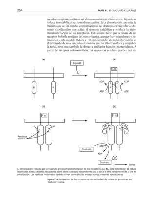 do estos receptores están en estado monomérico y al unirse a su ligando se
induce (o estabiliza) su homodimerización. Esta dimerización permite la
transmisión de un cambio conformacional del dominio extracelular al do-
minio citoplásmico que activa el dominio catalítico y produce la auto-
transfosforilación de los receptores. Esto quiere decir que la cinasa de un
receptor fosforila residuos del otro receptor, aunque hay excepciones y va-
riaciones a este modelo (figura 7- 4). Este episodio de autofosforilación es
el detonante de una reacción en cadena que no sólo transduce y amplifica
la señal, sino que también la dirige a múltiples blancos intercelulares. A
partir del receptor autofosforilado, las respuestas celulares pueden ser in-
204 PARTE II ESTRUCTURAS CELULARES
K K K K
P P
(a) (b)
(c) (d)
Ligando
Lig.
ADP
ATP
ADP
ATP
P P P
P
Residuos
tirosina
ATP
ADP
Sustrato
Sustrato
P
Señal
Lig.
Lig.
Figura 7-4. Activación de los receptores con actividad de cinasa de proteínas en
residuos tirosina.
La dimerización inducida por un ligando, provoca transfosforilación de los receptores a) y b), esta fosforilación c) induce
la actividad cinasa de estos receptores sobre otros sustratos, transmitiendo así la señal a otro componente de la vía de
señalización. Los residuos fosforilados también sirven como sitio de anclaje a otras proteínas transductoras.
 