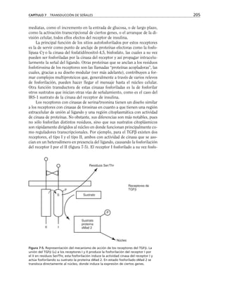 CAPÍTULO 7 TRANSDUCCIÓN DE SEÑALES 205
mediatas, como el incremento en la entrada de glucosa, o de largo plazo,
como la activación transcripcional de ciertos genes, o el arranque de la di-
visión celular, todos ellos efectos del receptor de insulina.
La principal función de los sitios autofosforilados por estos receptores
es la de servir como punto de anclaje de proteínas efectoras como la fosfo-
lipasa Cγ o la cinasa del fosfatidilnositol-4,5, bisfosfato, las cuales a su vez
pueden ser fosforiladas por la cinasa del receptor y así propagar intracelu-
larmente la señal del ligando. Otras proteínas que se anclan a los residuos
fosfotirosina de los receptores son las llamadas “proteínas acopladoras”, las
cuales, gracias a su diseño modular (ver más adelante), contribuyen a for-
mar complejos multiproteicos que, generalmente a través de varios relevos
de fosforilación, pueden hacer llegar el mensaje hasta el núcleo celular.
Otra función transductora de estas cinasas fosforiladas es la de fosforilar
otros sustratos que inician otras vías de señalamiento, como es el caso del
IRS-1 sustrato de la cinasa del receptor de insulina.
Los receptores con cinasas de serina/treonina tienen un diseño similar
a los receptores con cinasas de tirosinas en cuanto a que tienen una región
extracelular de unión al ligando y una región citoplasmática con actividad
de cinasa de proteínas. No obstante, sus diferencias son más notables, pues
no sólo fosforilan distintos residuos, sino que sus sustratos citoplásmicos
son rápidamente dirigidos al núcleo en donde funcionan principalmente co-
mo reguladores transcripcionales. Por ejemplo, para el TGFβ existen dos
receptores, el tipo I y el tipo II, ambos con actividad de cinasa que se aso-
cian en un heterodímero en presencia del ligando, causando la fosforilación
del receptor I por el II (figura 7-5). El receptor I fosforilado a su vez fosfo-
S
P
Sustrato
Sustrato
proteína
sMad 2
P
Núcleo
Residuos Ser/Thr
Receptores de
TGFβ
II I
Figura 7-5. Representación del mecanismo de acción de los receptores del TGF. La
unión del TGF () a los receptores I y II produce la fosforilación del receptor I por
el II en residuos Ser/Thr, esta fosforilación induce la actividad cinasa del receptor I y
actúa fosforilando su sustrato la proteína sMad 2. En estado fosforilado sMad 2 se
transloca directamente al núcleo, donde induce la expresión de ciertos genes.
 