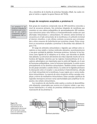 rila a miembros de la familia de proteínas llamadas sMads, las cuales mi-
gran al núcleo a regular los genes blancos del TGF.
Grupo de receptores acoplados a proteínas G
Este grupo de receptores comprende más de 300 miembros conocidos a
nivel de secuencia primaria. Son proteínas integrales de membrana que
consisten en una cadena polipeptídica de aproximadamente 450 residuos,
cuya estructura posee siete hélices α transmembranales unidas por asas
alternadas intracelulares y extracelulares. El extremo amino-terminal se
encuentra en el lado extracelular de la membrana y el carboxilo-terminal
al interior citosólico, y este último contiene secuencias que correspon-
den a sitios consenso de fosforilación por proteínas cinasas. Estos recep-
tores se encuentran acoplados a proteínas G discutidas más adelante (fi-
gura 7-6).
El rango de estímulos extracelulares o ligandos que utilizan estos re-
ceptores es muy amplio e incluye moléculas odorantes, neurotransmisores
y una gran variedad de péptidos, hormonas proteicas, inclusive la luz fun-
ciona como ligando de la rodopsina en la retina, caso discutido en detalle
más adelante. La estructura del dominio de enlace depende mucho de la na-
turaleza del ligando; mientras que las regiones transmembrana de los re-
ceptores adrenérgicos son importantes para la unión del ligando, en el caso
de hormonas polipeptídicas, como la hormona luteinizante, la unión ocurre
principalmente en los dominios extracelulares. También existen receptores
de este grupo asociados a canales iónicos. La unión de los ligandos promueve
la interacción entre el receptor y una proteína G heterotrimérica, ubicada
en el lado intracelular de la membrana, la que regula uno o varios media-
dores intracelulares. La mayoría de estos receptores utiliza cascadas com-
plejas y relevos de mediadores intracelulares. Estas cascadas catalíticas de
segundos mensajeros proveen varias oportunidades para amplificar la res-
puesta a las señales extracelulares.
Los receptores de esta familia están sujetos a eventos de desensibiliza-
ción altamente conservados que ocurren en el interior celular y que invo-
lucran fosforilación y el enlace de proteínas inhibitorias que previenen la
reasociación de las proteínas G.
206 PARTE II ESTRUCTURAS CELULARES
Las proteínas G son
proteínas integrales de
membrana que consis-
ten en una cadena
polipeptídica de apro-
ximadamente 450 re-
siduos.
NH2
COOH
COOH
Intracelular
Extracelular
Membrana plasmática
NH2
Membrana
plasmática
Figura 7-6.
Representaciones
esquemáticas de la
organización estructural
de la familia de recep-
tores con siete dominios
transmembranales.
 