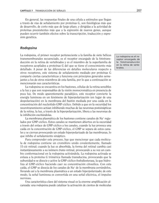 En general, las respuestas finales de una célula a estímulos que llegan
a través de vías de señalamiento por proteínas G, son fisiológicas más que
de desarrollo, de corto más que de largo plazo, y dirigidas a la actividad de
proteínas preexistentes más que a la expresión de nuevos genes, aunque
pueden ocurrir también efectos sobre la transcripción, traducción y expre-
sión genética.
Rodopsina
La rodopsina, el primer receptor perteneciente a la familia de siete hélices
transmembranales secuenciado, es el receptor encargado de la fototrans-
ducción en la retina de vertebrados y es el miembro de la superfamilia de
receptores acoplados a proteínas G del que se tiene el conocimiento más
detallado. A pesar de las diferencias en detalles moleculares respecto a
otros receptores, este sistema de señalamiento mediado por proteínas G
comparte ciertas características y funciona con principios generales seme-
jantes a los de otros miembros de esta familia, por lo que a continuación se
mencionarán sus características.
La rodopsina se encuentra en los bastones, células de la retina sensibles
a la luz y que son responsables de la visión monocromática en presencia de
poca luz. De modo aparentemente paradójico, este receptor convierte la
energía luminosa en un fenómeno de hiperpolarización (en lugar de una
despolarización) en la membrana del bastón mediada por una caída en la
concentración del nucleótido GMP-cíclico. Debido a que en la oscuridad los
neurotransmisores actúan inhibiendo muchas de las neuronas postsinápticas
de la retina, la luz, a través de la hiperpolarización, libera a las neuronas de
la inhibición excitándolas.
La membrana plasmática de los bastones contiene canales de Na+
regu-
lados por GMP-cíclico. Estos canales se mantienen abiertos en la oscuridad
a través del enlace de GMP-cíclico a los canales, cuando la luz provoca una
caída en la concentración de GMP-cíclico, el GMP se separa de estos cana-
les y se cierran provocando un estado hiperpolarizado de las membranas, lo
que inhibe el señalamiento sináptico.
Para comprender este proceso, hay que mencionar que cada molécu-
la de rodopsina contiene un cromóforo unido covalentemente, llamado
11-cis retinal; cuando la luz es absorbida, la forma del retinal cambia casi
instantáneamente a su isómero trans-retinal, provocando a su vez un cam-
bio conformacional en la rodopsina activándola. La rodopsina activada se
enlaza a la proteína G trimérica llamada transducina, provocando que la
subunidad α se disocie y active la GMP-cíclico-fosfodiesterasa, la que hidro-
liza al GMP-cíclico haciendo caer su concentración citosólica. Con esta
caída, el GMP se disocia de los canales de Na+
de la membrana cerrándolos,
llevando así a la membrana plasmática a un estado hiperpolarizado; de este
modo, la señal luminosa es convertida en una señal eléctrica, el impulso
nervioso.
Una característica clave del sistema visual es la enorme amplificación al-
canzada: una rodopsina puede catalizar la activación de cientos de moléculas
CAPÍTULO 7 TRANSDUCCIÓN DE SEÑALES 207
La rodopsina es el re-
ceptor encargado de
la fototransducción
en la retina de verte-
brados.
 