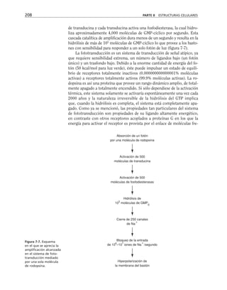 de transducina y cada transducina activa una fosfodiesterasa, la cual hidro-
liza aproximadamente 4,000 moléculas de GMP-cíclico por segundo. Esta
cascada catalítica de amplificación dura menos de un segundo y resulta en la
hidrólisis de más de 105
moléculas de GMP-cíclico lo que provee a los basto-
nes con sensibilidad para responder a un solo fotón de luz (figura 7-7).
La fototransducción es un sistema de transducción de señal atípico, ya
que requiere sensibilidad extrema, un número de ligandos bajo (un fotón
único) y un trasfondo bajo. Debido a la enorme cantidad de energía del fo-
tón (50 kcal/mol para luz verde), éste puede impulsar un estado de equili-
brio de receptores totalmente inactivos (0.000000000000001% moléculas
activas) a receptores totalmente activos (99.9% moléculas activas). La ro-
dopsina es así una proteína que provee un rango dinámico amplio, de total-
mente apagado a totalmente encendido. Si sólo dependiese de la activación
térmica, este sistema solamente se activaría espontáneamente una vez cada
2000 años y la naturaleza irreversible de la hidrólisis del GTP implica
que, cuando la hidrólisis es completa, el sistema está completamente apa-
gado. Como ya se mencionó, las propiedades tan particulares del sistema
de fototransducción son propiedades de su ligando altamente energético,
en contraste con otros receptores acoplados a proteínas G en los que la
energía para activar el receptor es provista por el enlace de moléculas fre-
208 PARTE II ESTRUCTURAS CELULARES
Absorción de un fotón
por una molécula de rodopsina
Activación de 500
moléculas de transducina
Activación de 500
moléculas de fosfodiesterasas
Hidrólisis de
10
5
moléculas de GMP
c
Cierre de 250 canales
de Na

Bloqueo de la entrada
de 10
6
–10
7
iones de Na

/segundo
Hiperpolarización de
la membrana del bastón
Figura 7-7. Esquema
en el que se aprecia la
amplificación alcanzada
en el sistema de foto-
transducción mediado
por una sola molécula
de rodopsina.
 