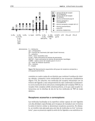 consisten en cuatro copias de un dominio que contiene 6 residuos de cisteí-
na; además, comparten cierta similaridad en sus secuencias citoplásmicas
(figura 7-9). En solución, tres moléculas del receptor interactúan con un
trímero del ligando y esta estequiometría ha sido confirmada recientemen-
te con la resolución de la estructura cristalográfica del complejo TNF-β y su
receptor. Este complejo exhibe simetría perfecta, en la que cada receptor in-
teracciona con la interfase de dos de las tres moléculas de TNF de modo
idéntico.
Receptores accesorios o correceptores
Las moléculas localizadas en la superficie celular capaces de unir ligandos
con alta afinidad y especificidad, pero incapaces de transducir por sí mismos
la señal al interior celular se denominan receptores accesorios. No obstan-
te, un nombre más adecuado para este tipo de moléculas es el de “correcep-
tores”, pues su presencia regula la unión de los ligandos a sus auténticos re-
210 PARTE II ESTRUCTURAS CELULARES
– dominio SD100 del receptor
de eritropoyetina
– dominio SD100 del receptor
de interferón
– dominio de fibronectina tipo III
– dominio transmembrana
– ancla GPI
– elementos citoplásmicos
– dominio semejante a
inmunoglobulina
– dominio semejante a receptor de IL–2
IL-2R IL-2R IL-6R IL-12p40 CNTFR IL-3R IL--3R G-CSFR LIFR IFN-/R IFN-R
IL-2/4/7R IL-5R COMMR gp130
IL-4R GM-CSFR mpl
IL-7R
epoR
GHR
Figura 7-8. Representación esquemática del grupo de receptores semejantes a
eritropoyetina/interferón.
IL = interleucina
epo = eritropoyetina
GH = hormona de crecimiento (del inglés Growth Hormone)
PL = prolactina
CNTF = factor neurotrófico ciliar
G-CSF = factor estimulante de colonias de granulocitos
GM-CSF = factor estimulante de colonias de granulocitos macrófagos
COMM = cadena común del receptor para IL-3 e IL-5
LIF = factor de inhibición leucémico
IFN = interferón
R = receptor
abreviaciones:
 