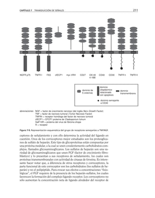 ceptores de señalamiento y con ello determina la actividad del ligando en
cuestión. Unos de los correceptores mejor estudiados son los proteoglica-
nos de sulfato de heparán. Este tipo de glicoproteínas están compuestas por
una proteína medular, a la cual se unen covalentemente carbohidratos com-
plejos, llamados glicosaminoglicanos. Los sulfatos de heparán son una va-
riedad de glicosaminoglicanos que unen FGF (factor de crecimiento fibro-
blástico) y lo presentan a sus receptores de señalamiento, los cuales son
proteínas transmembranales con actividad de cinasas de tirosina. Es intere-
sante hacer notar que, a diferencia de otros receptores y correceptores, la
parte funcional de este correceptor son los carbohidratos (los sulfatos de he-
parán) y no el polipéptido. Para evocar sus efectos a concentraciones “fisio-
lógicas”, el FGF requiere de la presencia de los heparán-sulfatos, los cuales
favorecen la formación del complejo ligando-receptor. Los correceptores no
sólo aumentan la concentración neta de ligando alrededor del receptor de
CAPÍTULO 7 TRANSDUCCIÓN DE SEÑALES 211
NGFR p75 TNFR I FAS cfECP1 myx VRH CD27 OX-40
4-1BB
CD40 CD30 TNFR h TNFR II
dominio de
6 cisteínas
dominio
citoplásmico
relacionado
con apoptosis
dominio
transmembrana
dominio semajante
a CD40
NGF = factor de crecimiento nervioso (del inglés Nerv Growth Factor)
TNF = factor de necrosis tumoral (Tumor Necrosis Factor)
TNFRh = receptor homólogo del factor de necrosis tumoral
cfECP1 = EFCP1 proteína de Cladosporium fulvum
SalF19R = proteína del virus de fibroma shope
R = receptor
Figura 7-9. Representación esquemática del grupo de receptores semejantes a TNF/NGF.
abreviaciones:
 
