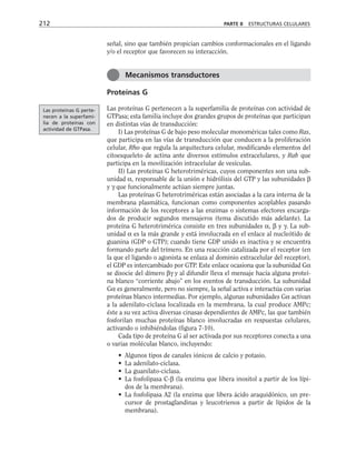 señal, sino que también propician cambios conformacionales en el ligando
y/o el receptor que favorecen su interacción.
Proteínas G
Las proteínas G pertenecen a la superfamilia de proteínas con actividad de
GTPasa; esta familia incluye dos grandes grupos de proteínas que participan
en distintas vías de transducción:
I) Las proteínas G de bajo peso molecular monoméricas tales como Ras,
que participa en las vías de transducción que conducen a la proliferación
celular, Rho que regula la arquitectura celular, modificando elementos del
citoesqueleto de actina ante diversos estímulos extracelulares, y Rab que
participa en la movilización intracelular de vesículas.
II) Las proteínas G heterotriméricas, cuyos componentes son una sub-
unidad α, responsable de la unión e hidrólisis del GTP y las subunidades β
y γ que funcionalmente actúan siempre juntas.
Las proteínas G heterotriméricas están asociadas a la cara interna de la
membrana plasmática, funcionan como componentes acoplables pasando
información de los receptores a las enzimas o sistemas efectores encarga-
dos de producir segundos mensajeros (tema discutido más adelante). La
proteína G heterotrimérica consiste en tres subunidades α, β y γ. La sub-
unidad α es la más grande y está involucrada en el enlace al nucleótido de
guanina (GDP o GTP); cuando tiene GDP unido es inactiva y se encuentra
formando parte del trímero. En una reacción catalizada por el receptor (en
la que el ligando o agonista se enlaza al dominio extracelular del receptor),
el GDP es intercambiado por GTP. Este enlace ocasiona que la subunidad Gα
se disocie del dímero βγ y al difundir lleva el mensaje hacia alguna proteí-
na blanco “corriente abajo” en los eventos de transducción. La subunidad
Gα es generalmente, pero no siempre, la señal activa e interactúa con varias
proteínas blanco intermedias. Por ejemplo, algunas subunidades Gα activan
a la adenilato-ciclasa localizada en la membrana, la cual produce AMPc;
éste a su vez activa diversas cinasas dependientes de AMPc, las que también
fosforilan muchas proteínas blanco involucradas en respuestas celulares,
activando o inhibiéndolas (figura 7-10).
Cada tipo de proteína G al ser activada por sus receptores conecta a una
o varias moléculas blanco, incluyendo:
• Algunos tipos de canales iónicos de calcio y potasio.
• La adenilato-ciclasa.
• La guanilato-ciclasa.
• La fosfolipasa C-β (la enzima que libera inositol a partir de los lípi-
dos de la membrana).
• La fosfolipasa A2 (la enzima que libera ácido araquidónico, un pre-
cursor de prostaglandinas y leucotrienos a partir de lípidos de la
membrana).
212 PARTE II ESTRUCTURAS CELULARES
Mecanismos transductores
Las proteínas G perte-
necen a la superfami-
lia de proteínas con
actividad de GTPasa.
 