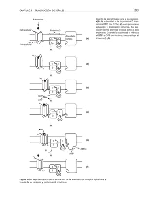 CAPÍTULO 7 TRANSDUCCIÓN DE SEÑALES 213
Proteína G
Adrenalina
Extracelular
Intracelular
γ α
Gρ
β
γ α
β
GDP
Gγ Gα
Adenilato-
ciclasa
γ α
β
GDP
GDP
GDP
γ α
β
GTP
γ α
β
GTP
(f)
(e)
(d)
(c)
(b)
(a)
GDP
GTP
Pi
ATP
AMPc
Cuando la epinefrina se une a su receptor,
a) b) la subunidad α de la proteína G inter-
cambia GDP por GTP c) d), esto provoca su
activación y disociación trimérica. Su aso-
ciación con la adenilato-ciclasa activa a esta
enzima e). Cuando la subunidad α hidroliza
el GTP a GDP se inactiva y reconstituye el
trímero αβγ f).
Figura 7-10. Representación de la activación de la adenilato-ciclasa por epinefrina a
través de su receptor y proteínas G triméricas.
 